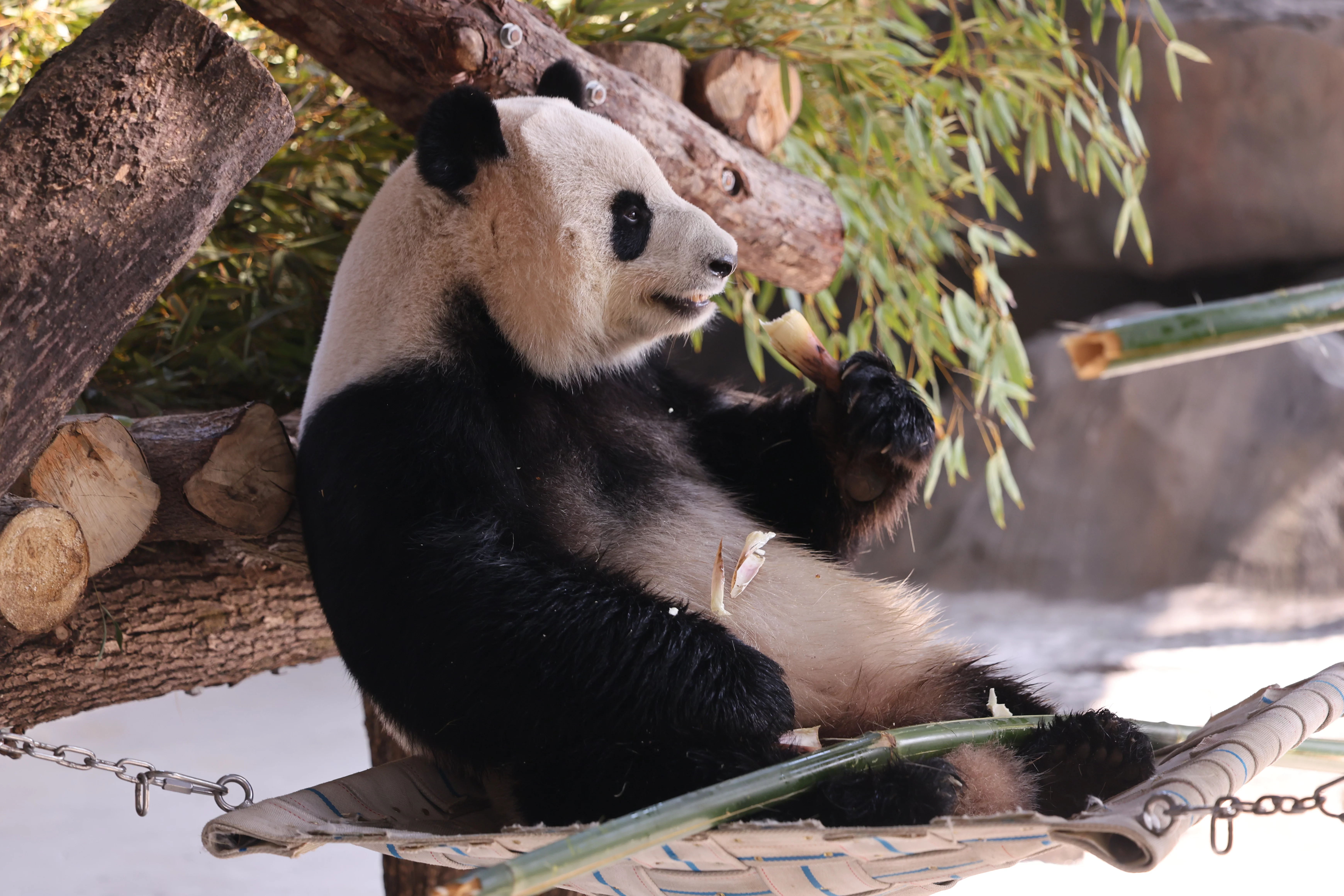 Fuzhou Panda World