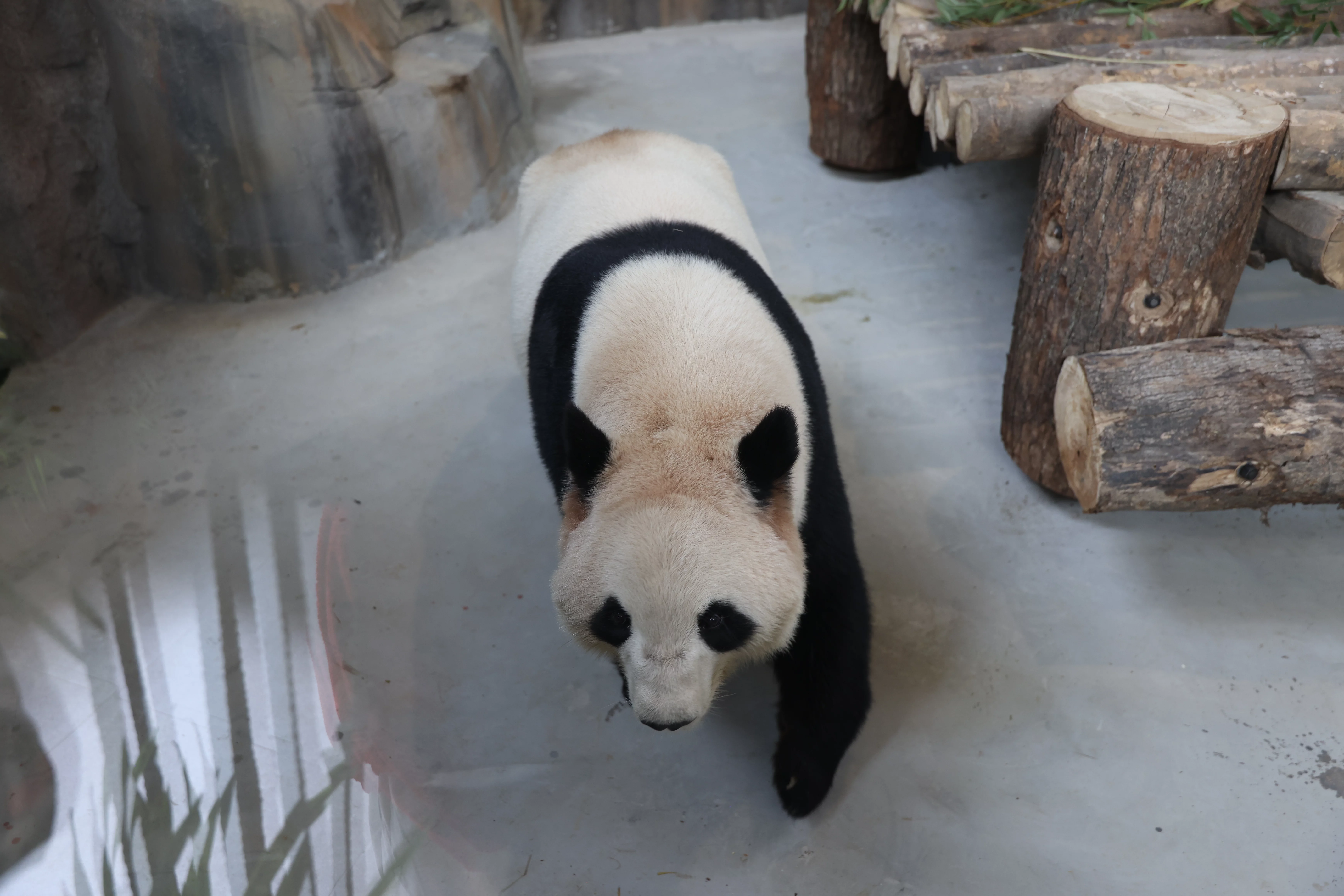 Fuzhou Panda World