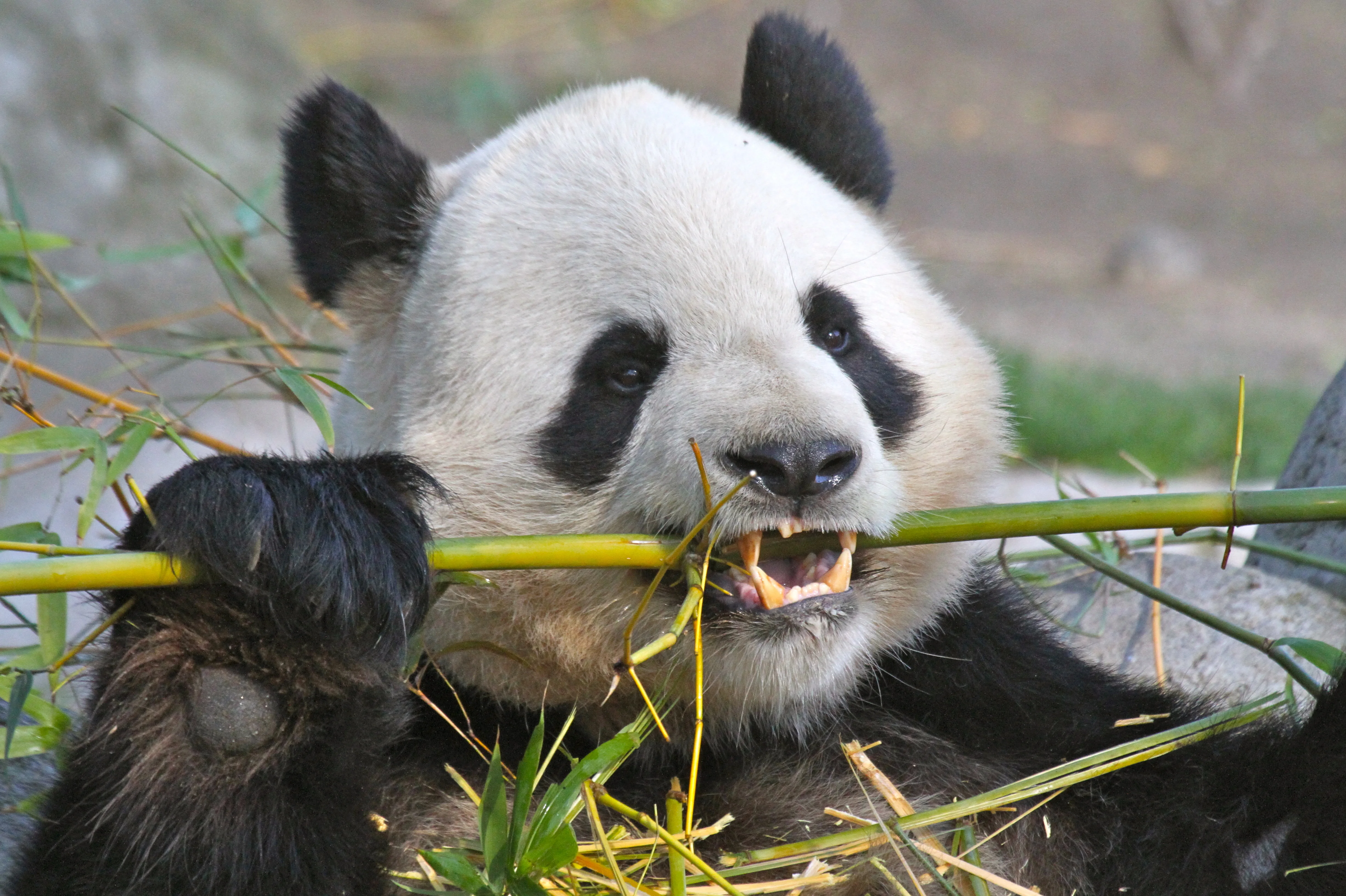 Zoo Madrid