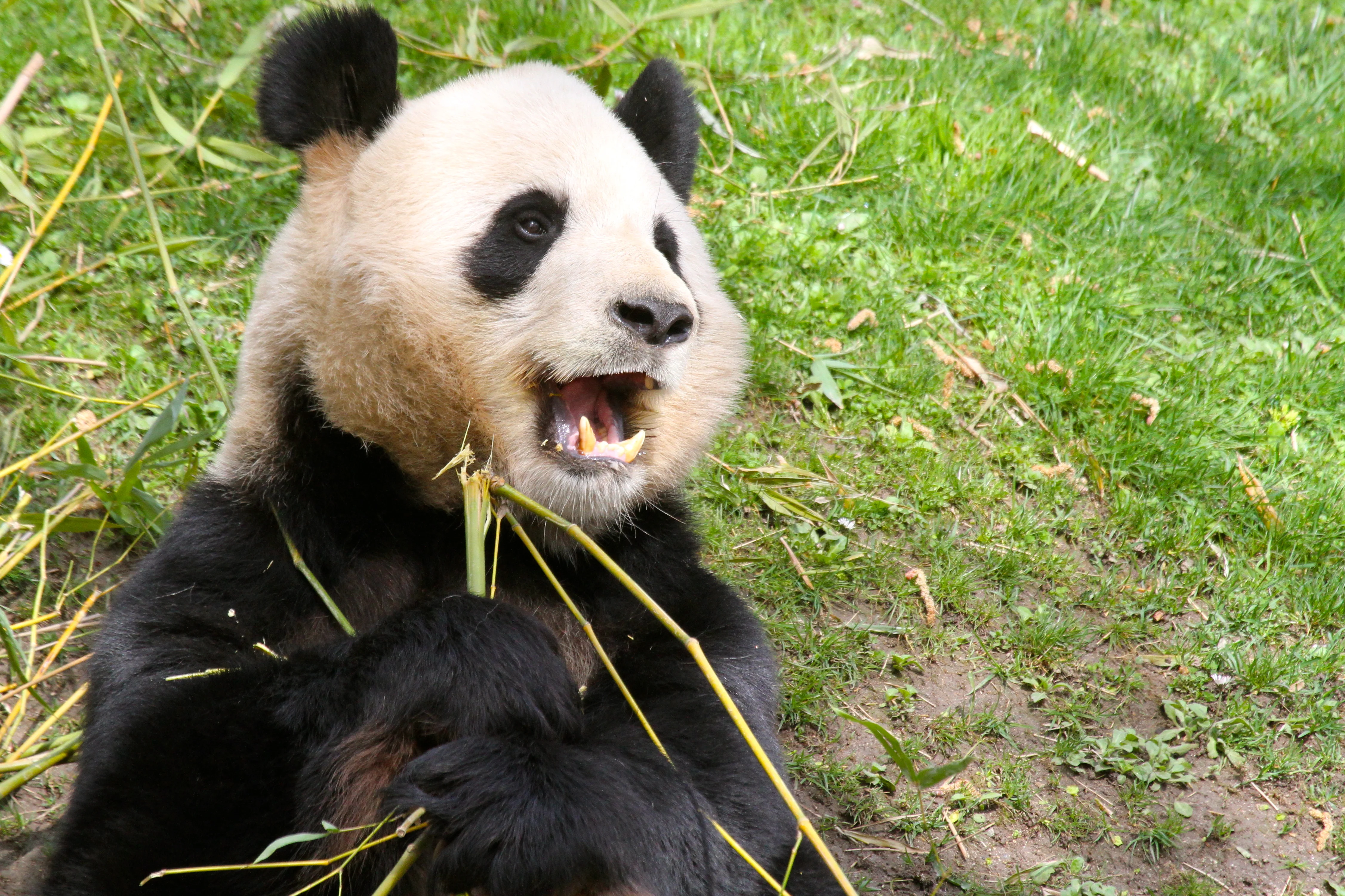Zoo Madrid