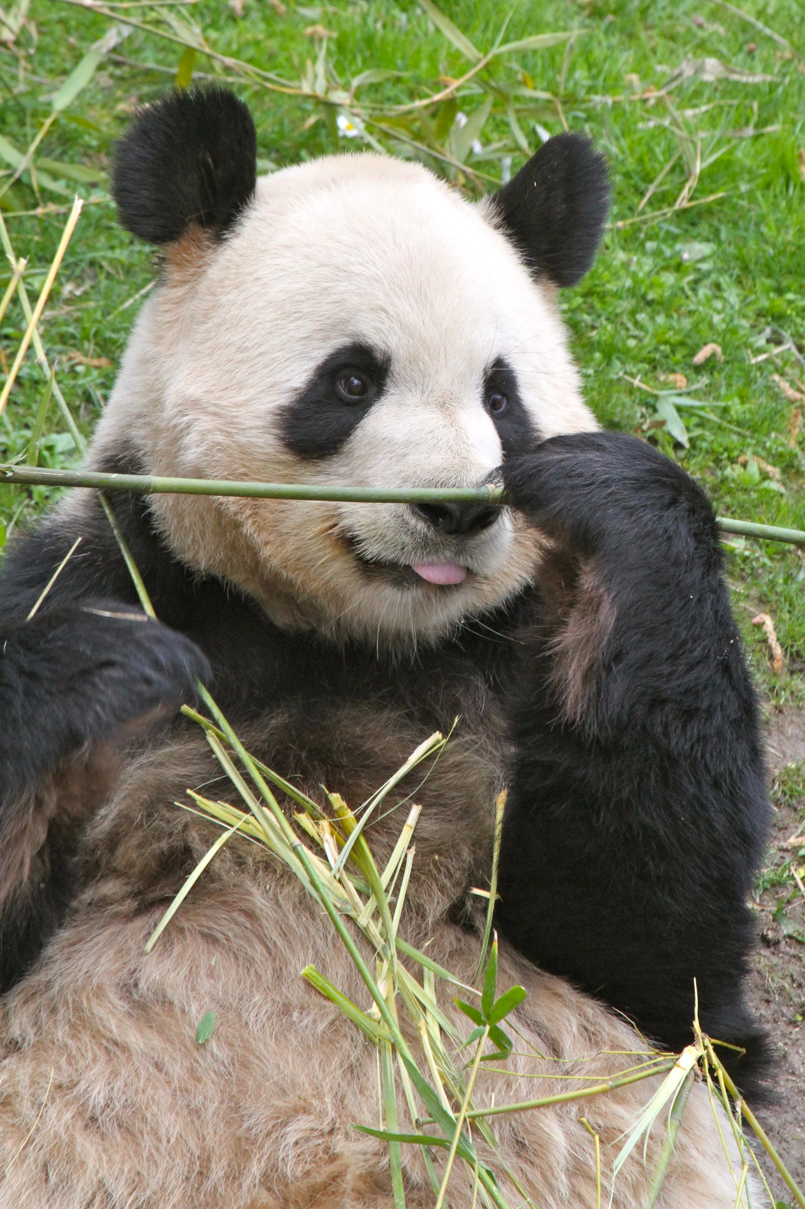 Zoo Madrid