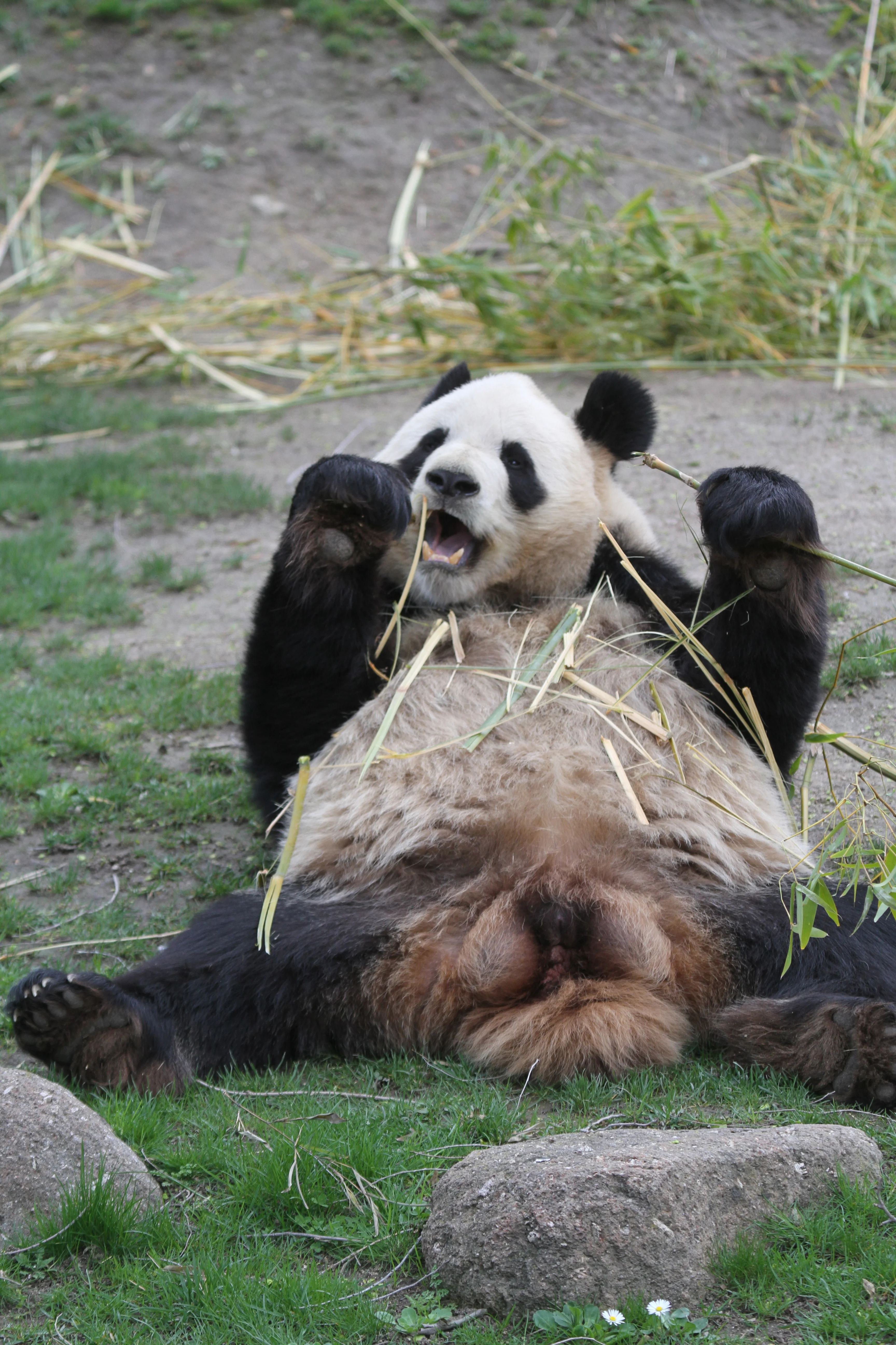 Zoo Madrid