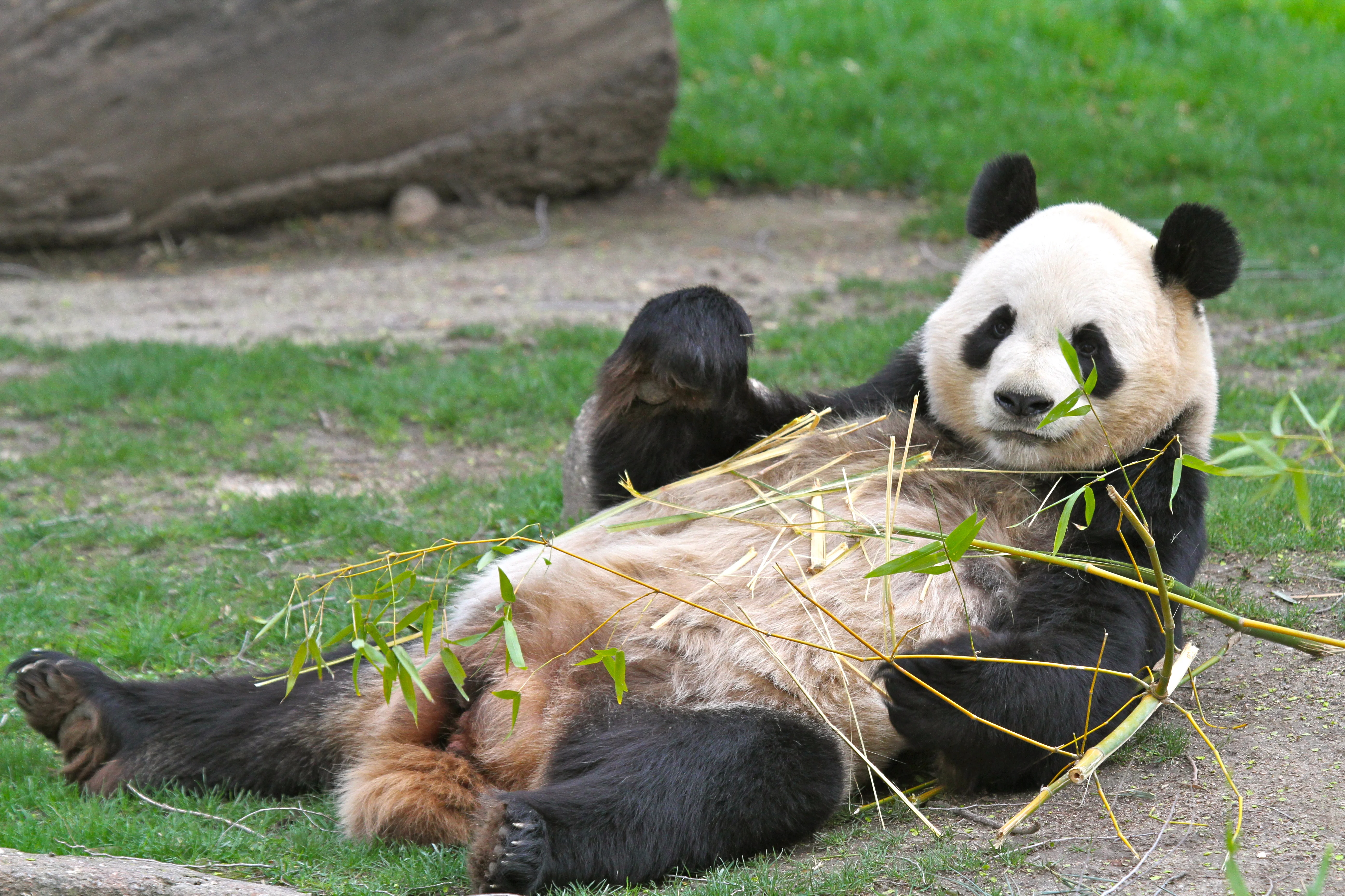 Zoo Madrid