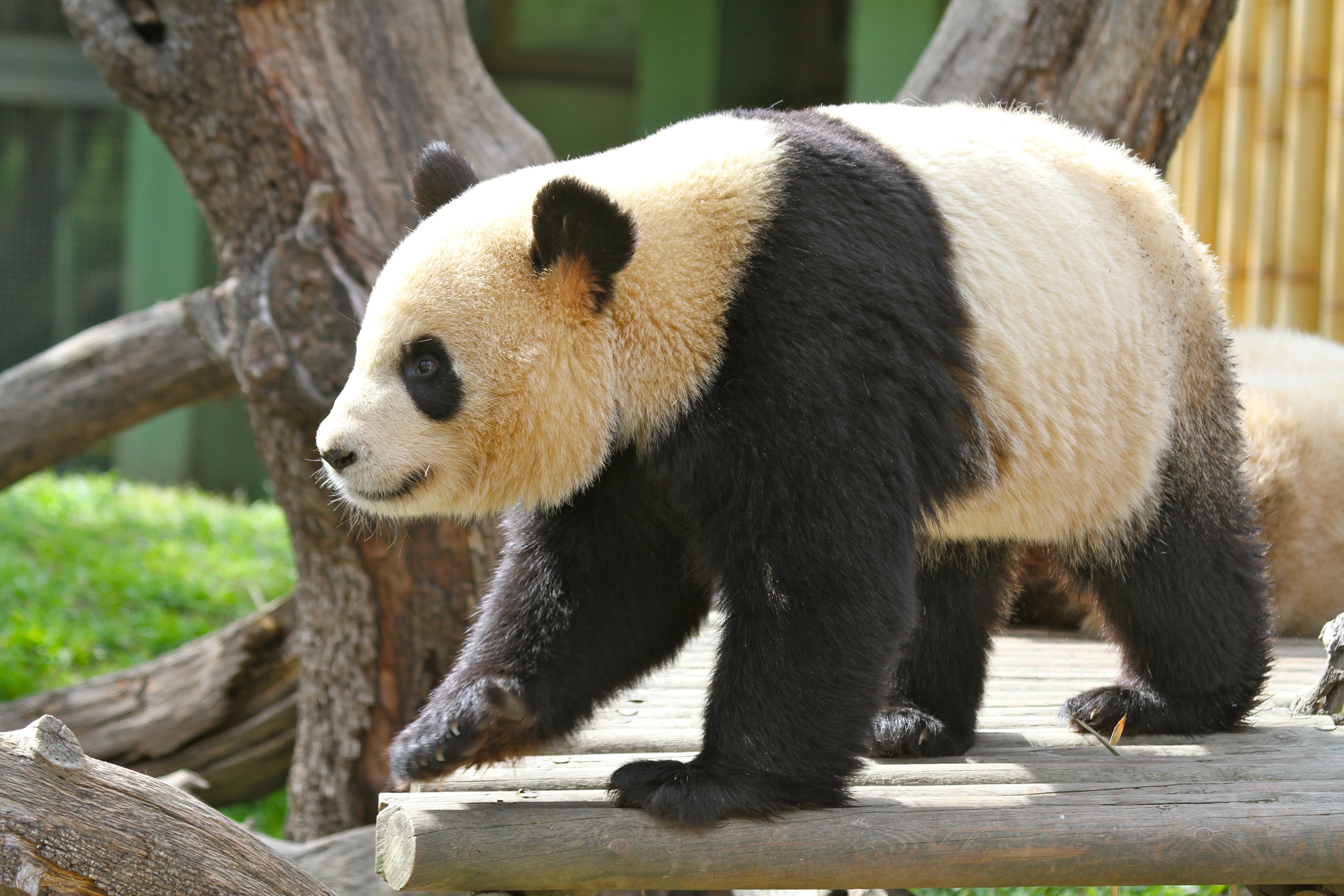 Zoo Madrid