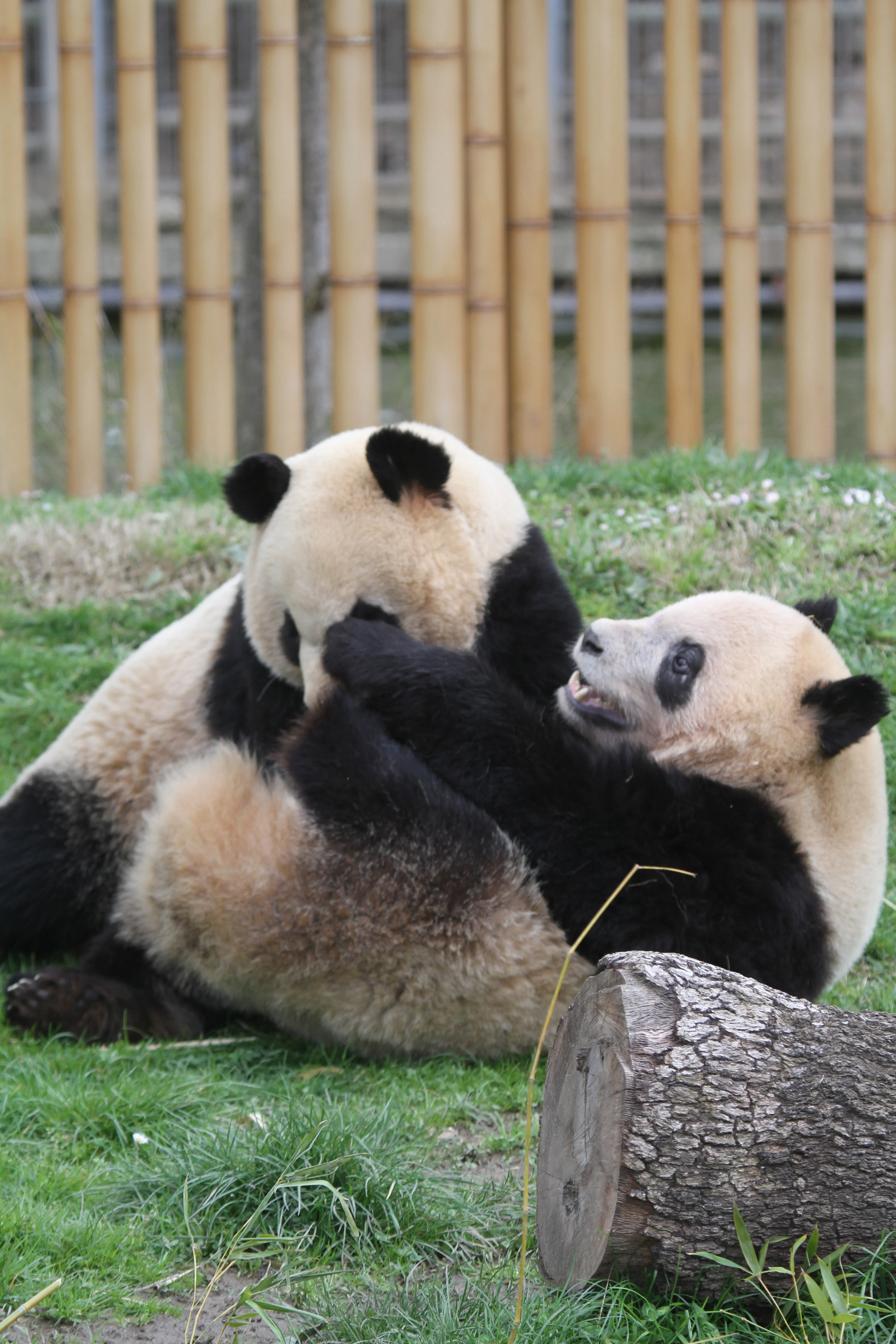 Zoo Madrid