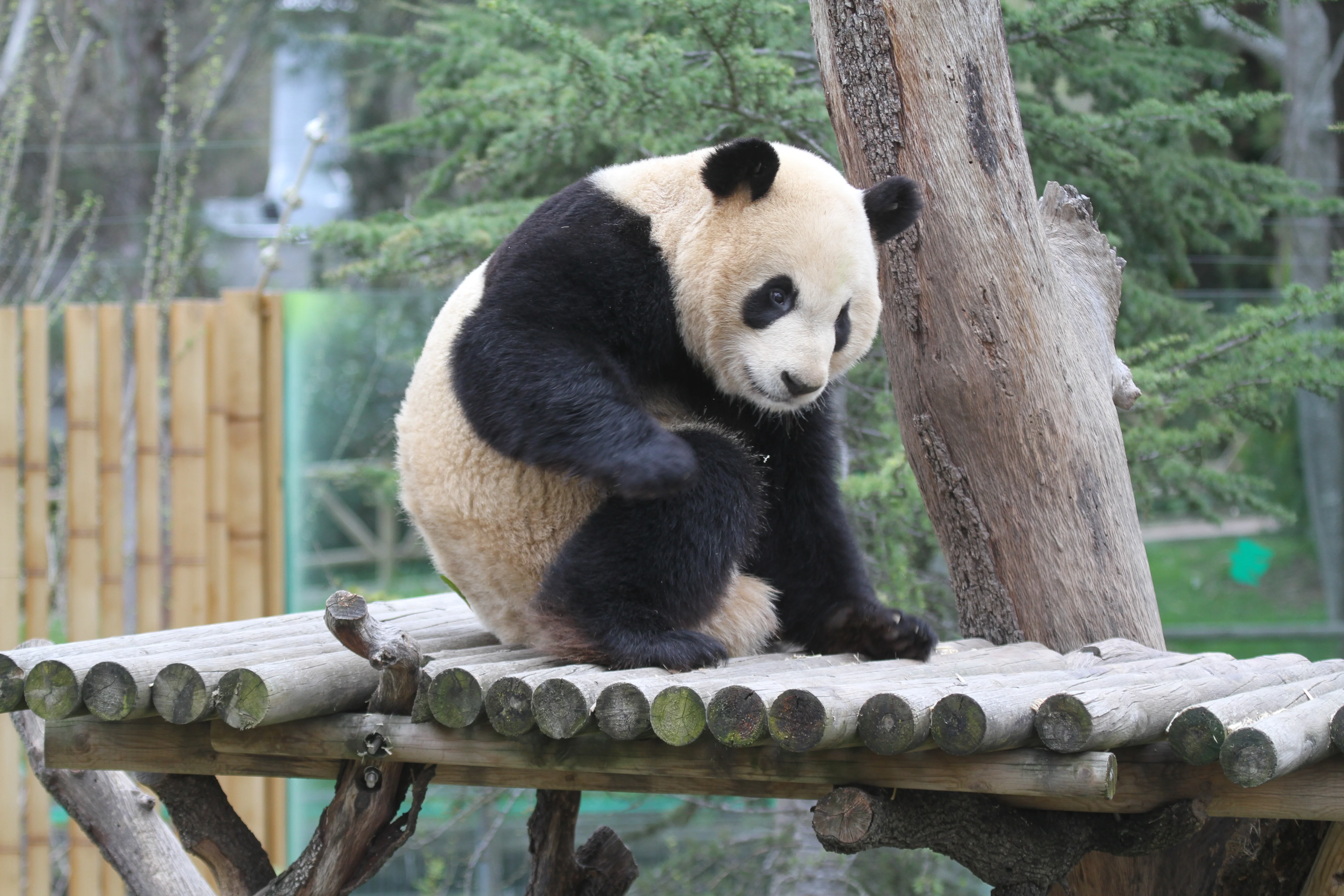 Zoo Madrid