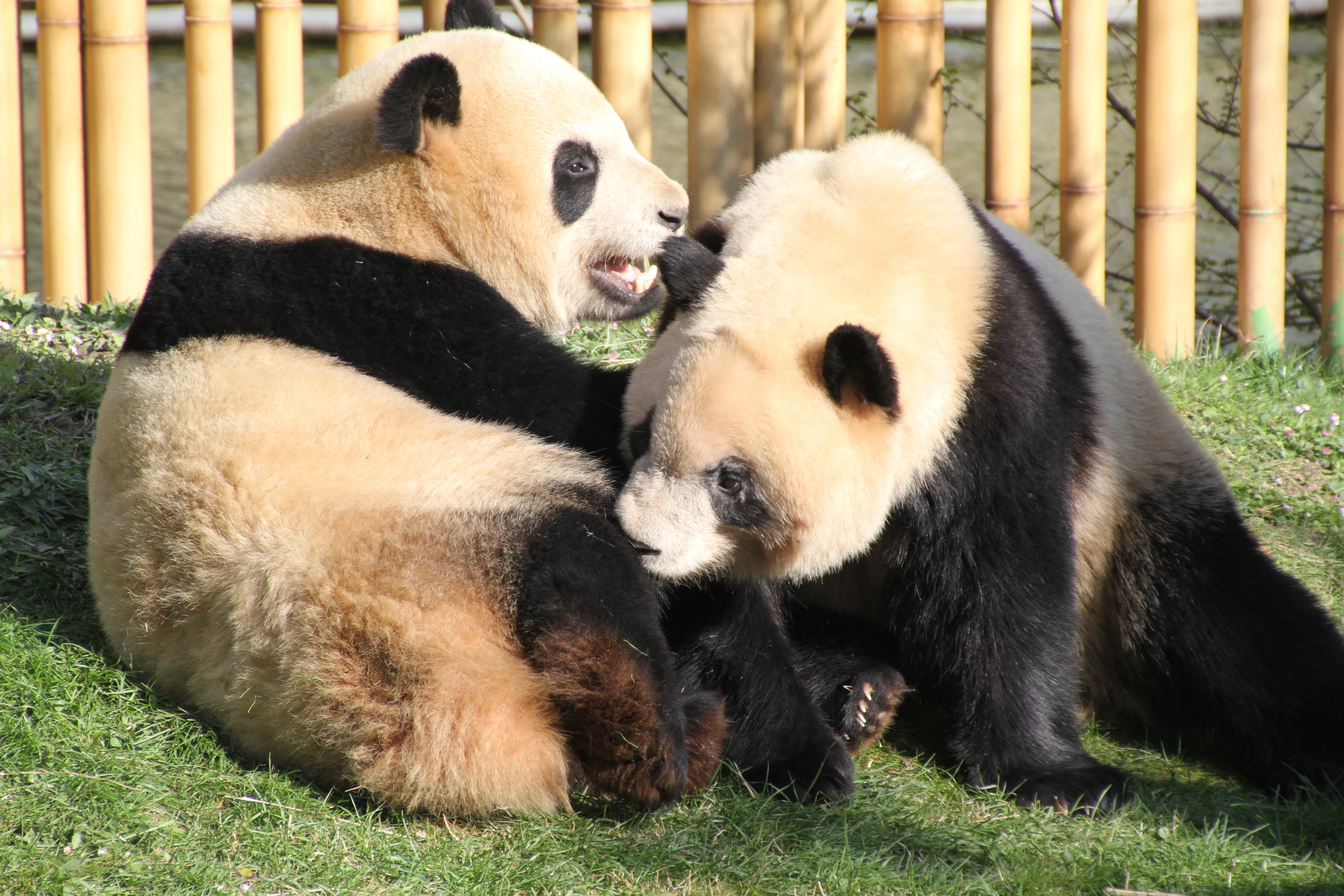 Zoo Madrid