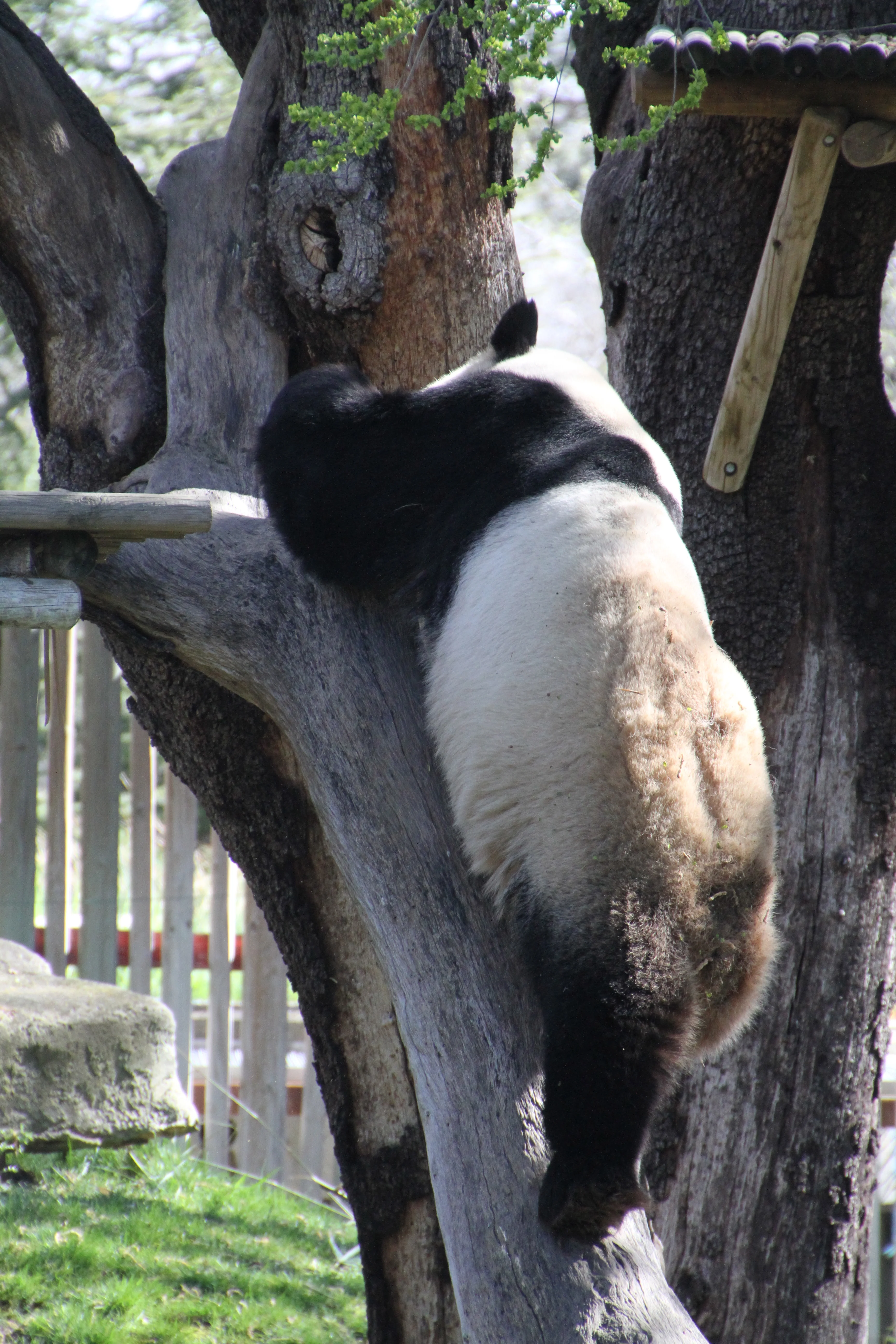 Zoo Madrid