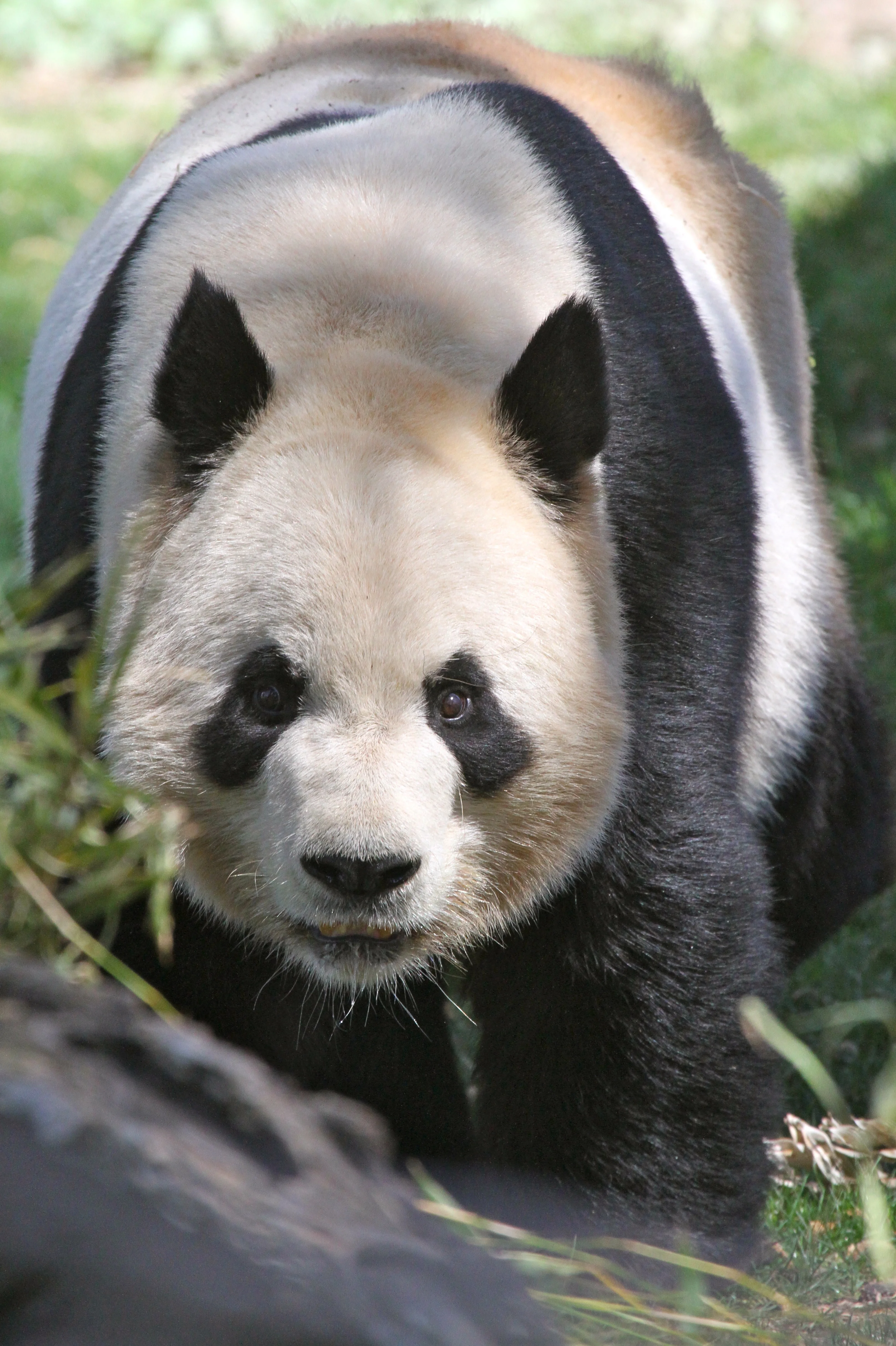 Zoo Madrid