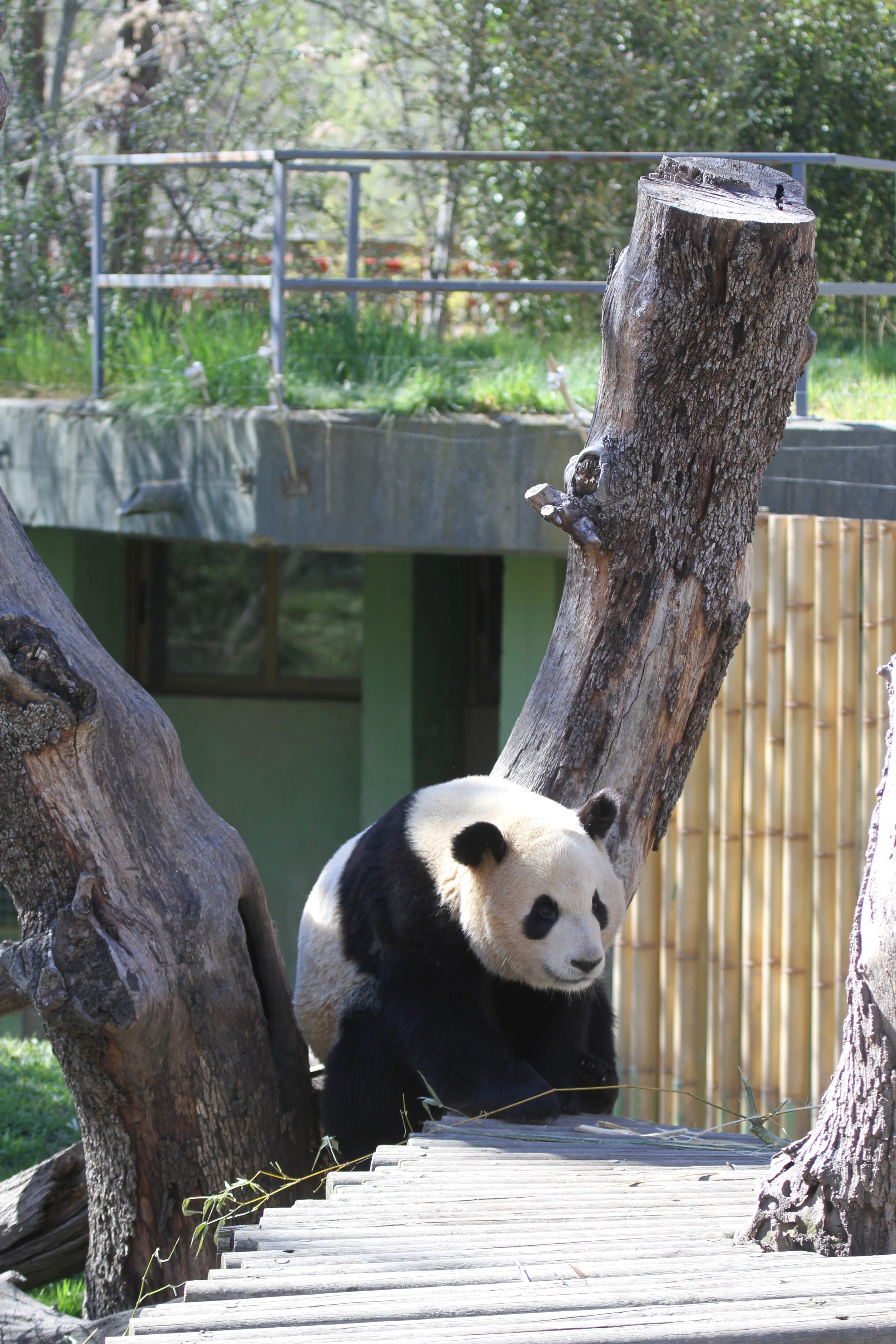 Zoo Madrid