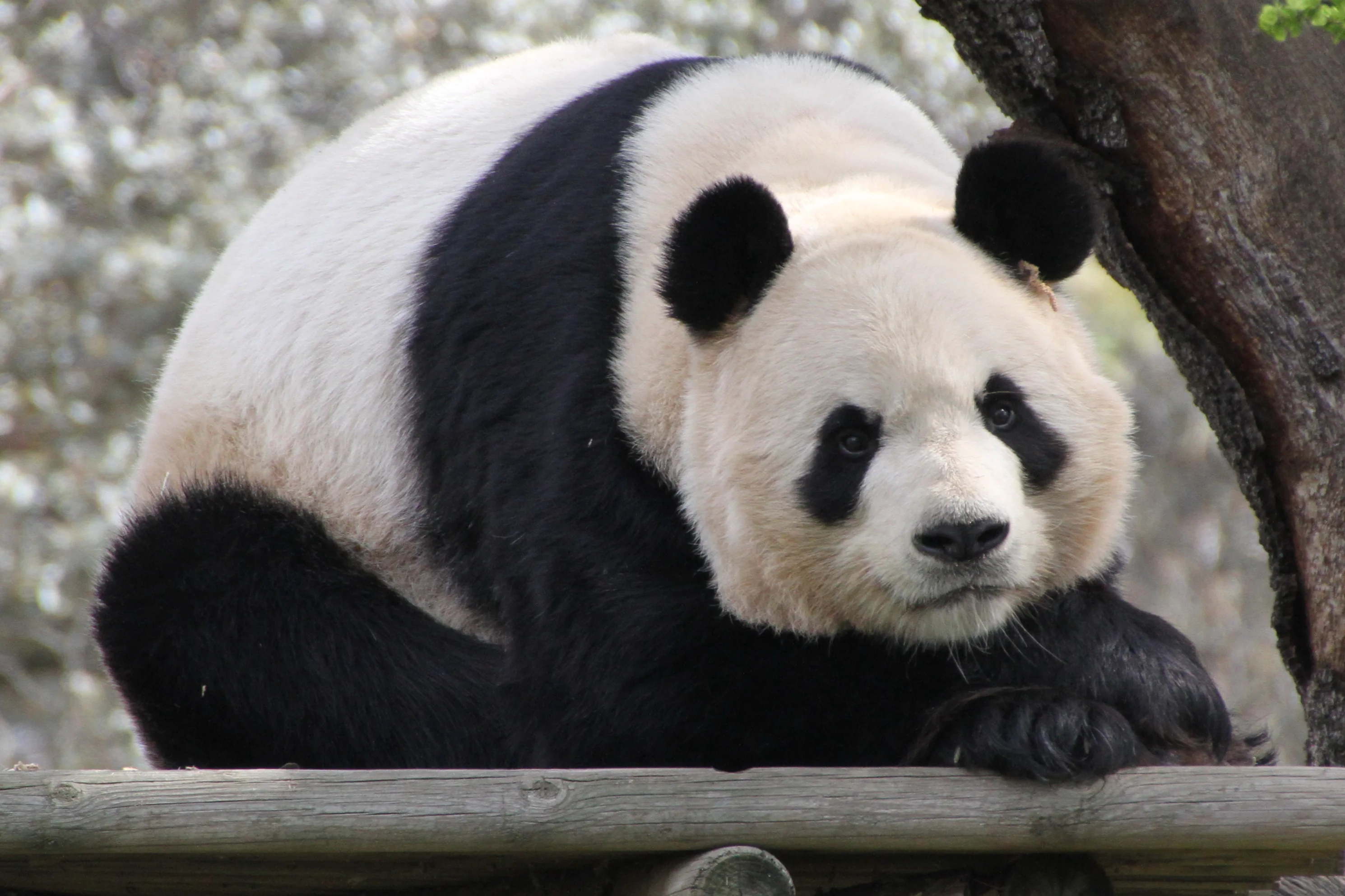 Zoo Madrid