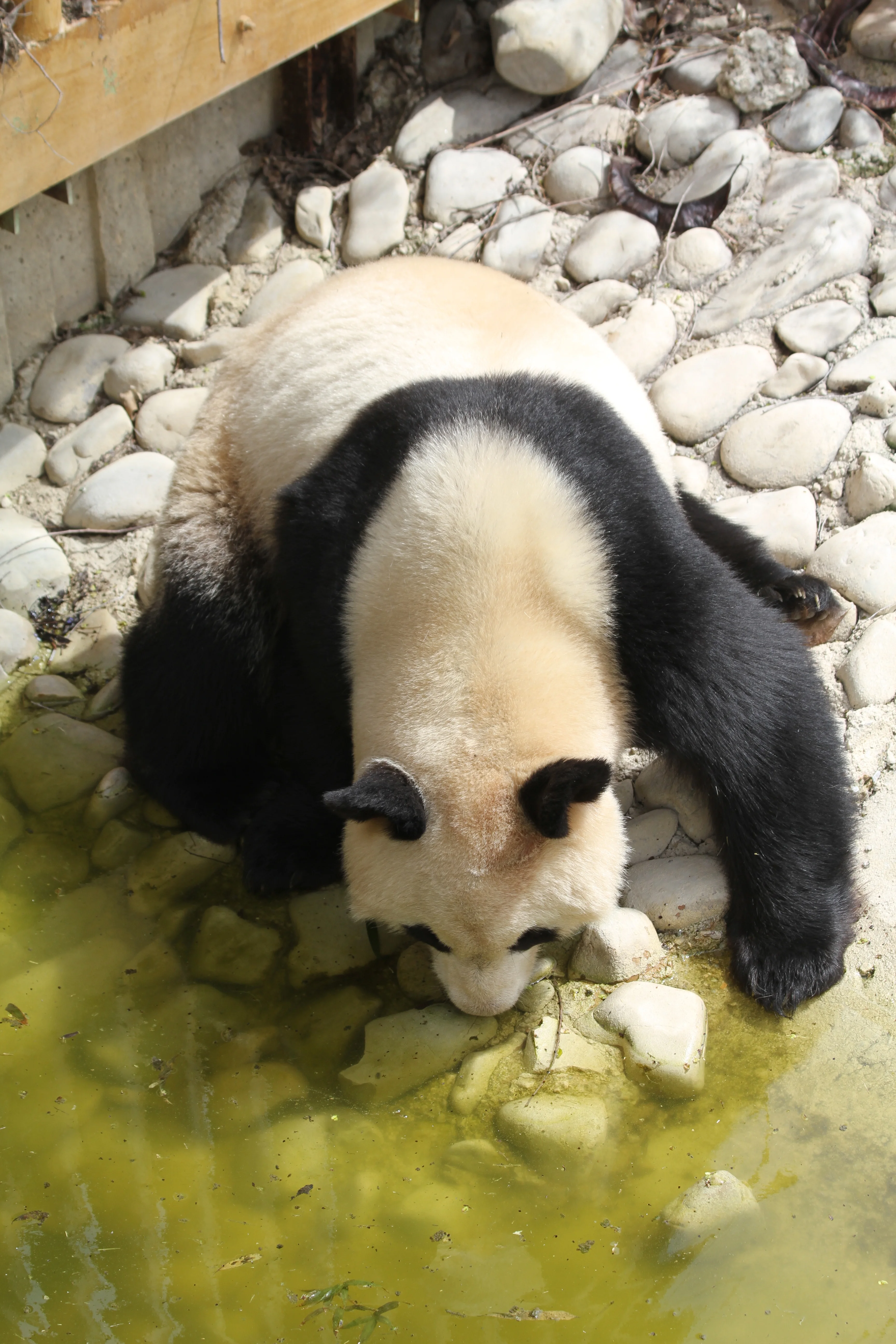 Zoo Madrid