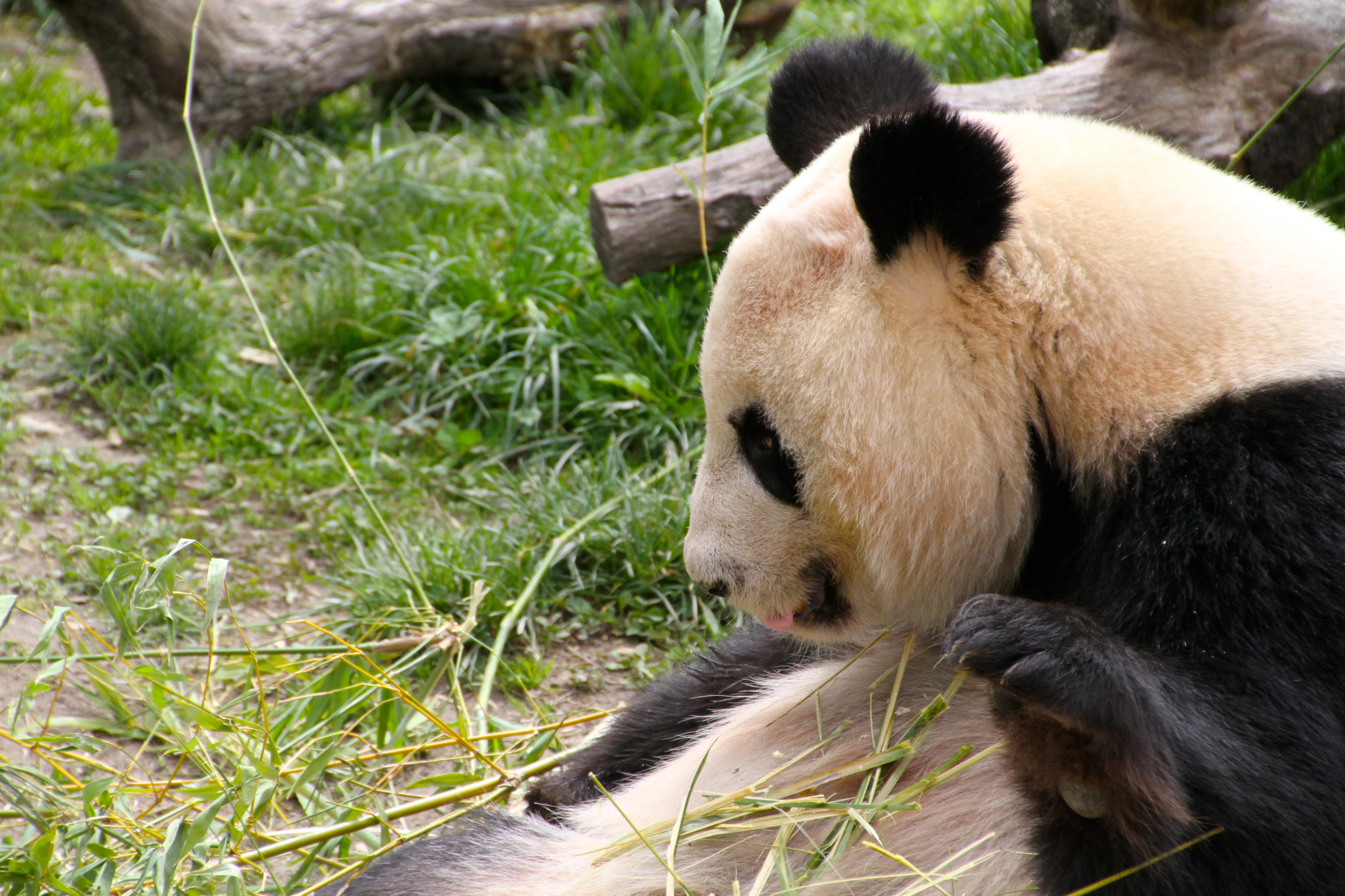 Zoo Madrid