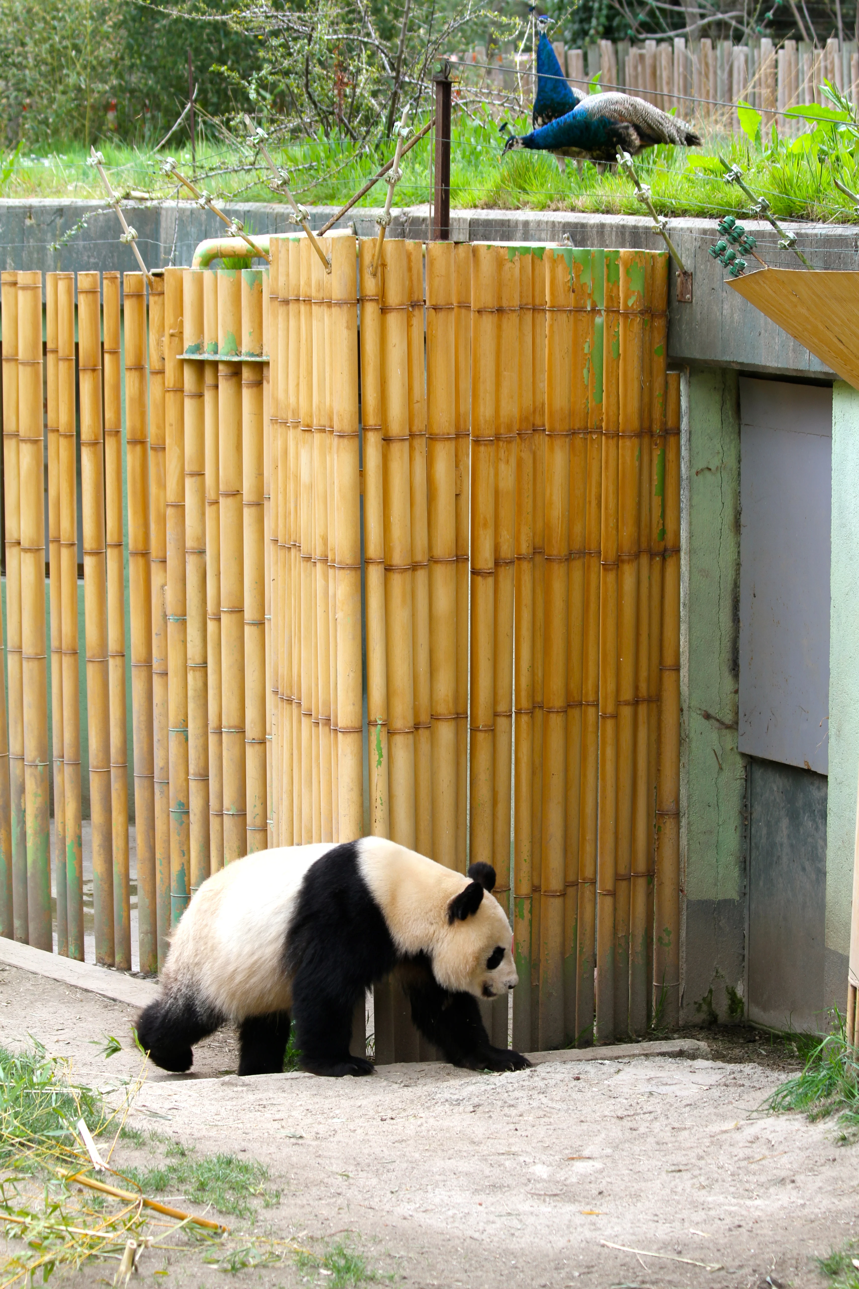 Zoo Madrid