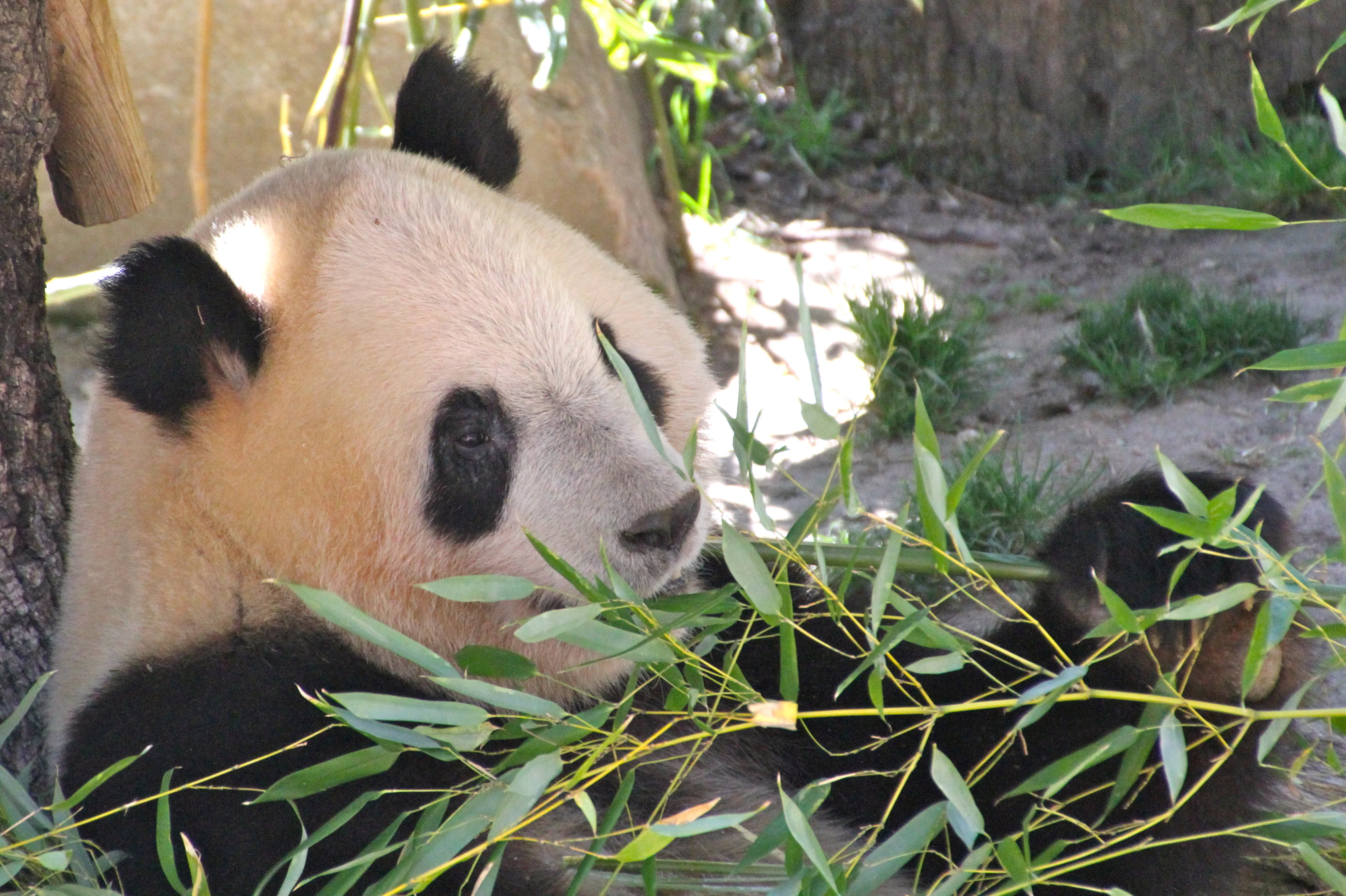 Zoo Madrid