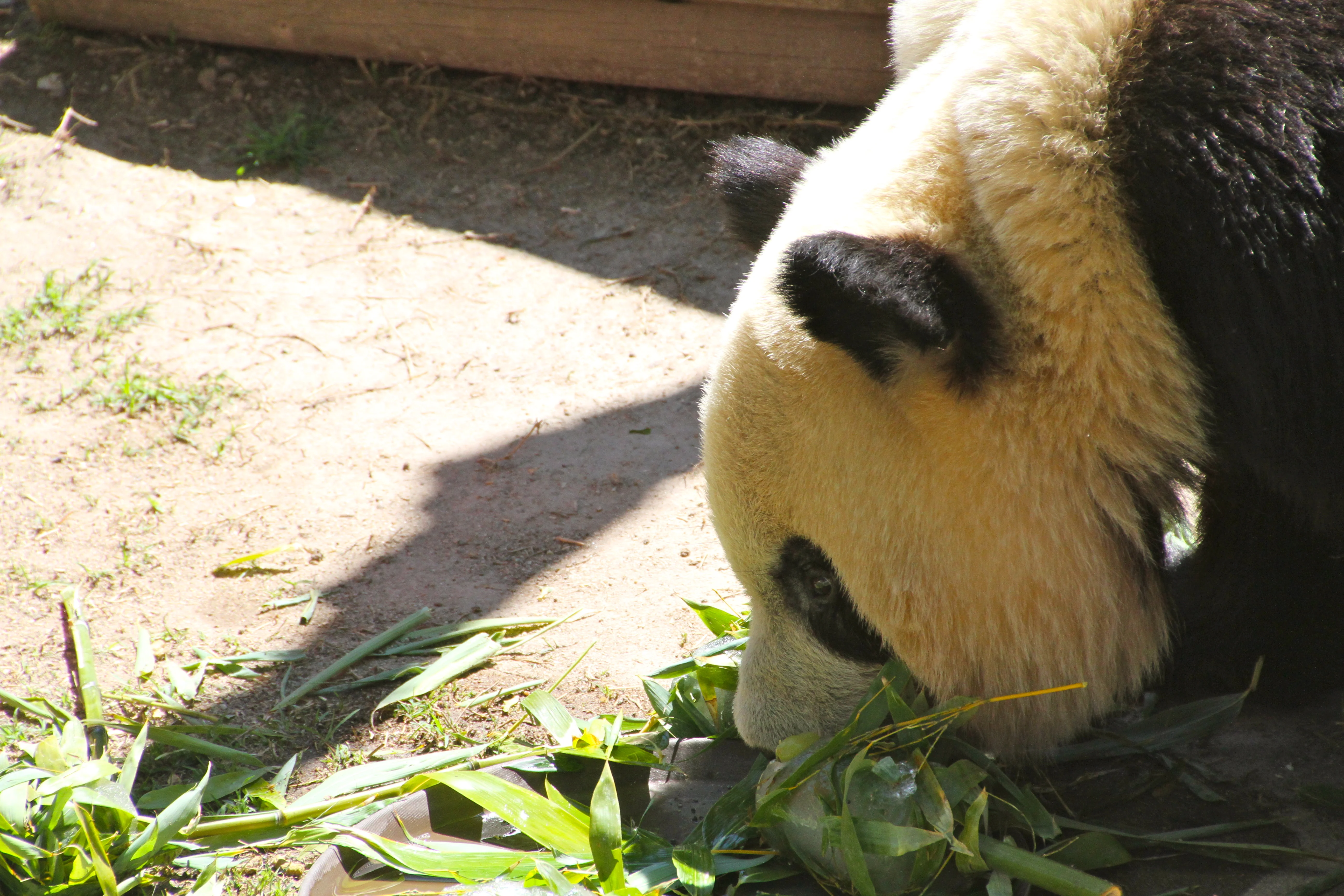 Zoo Madrid