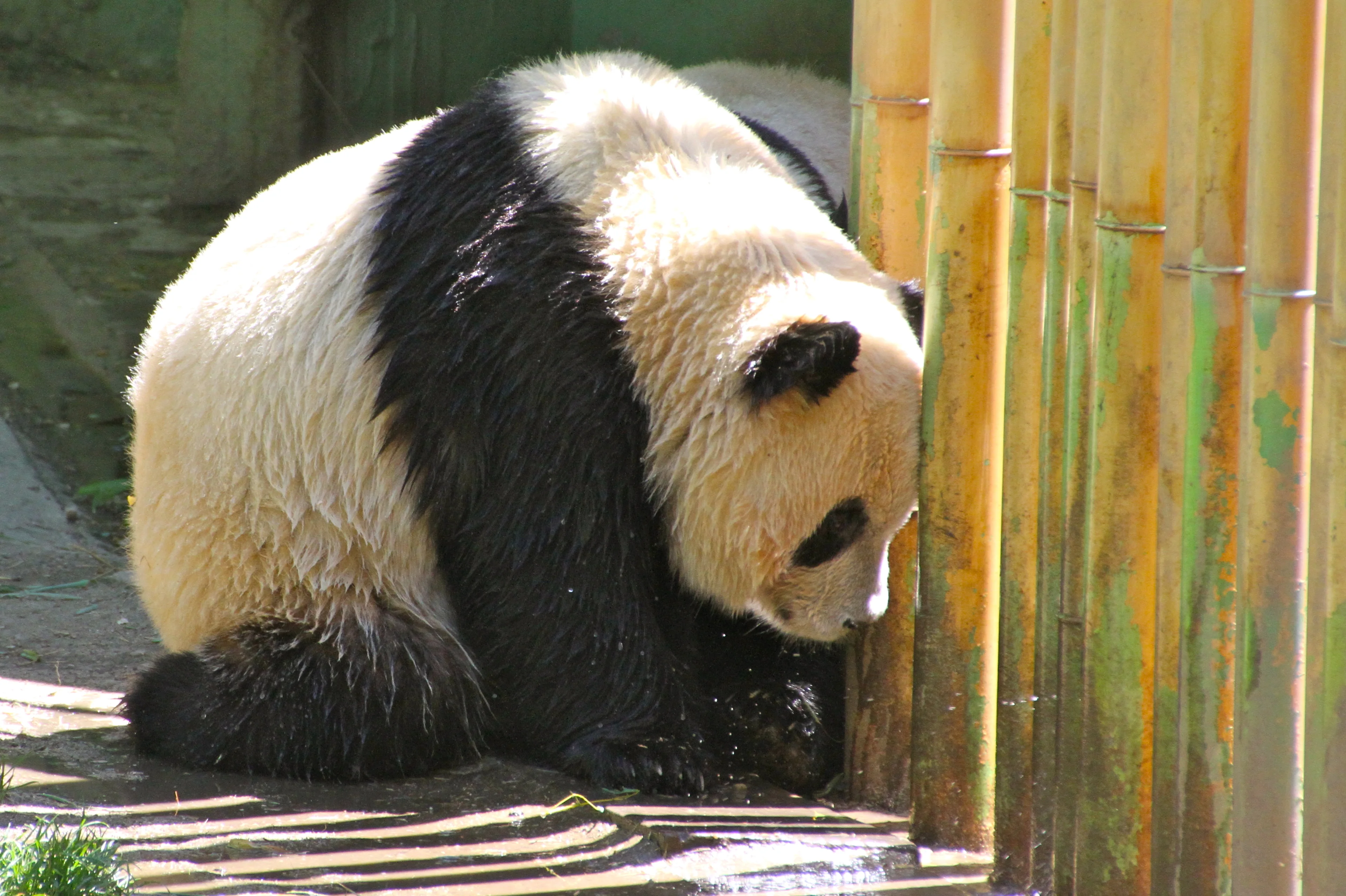 Zoo Madrid