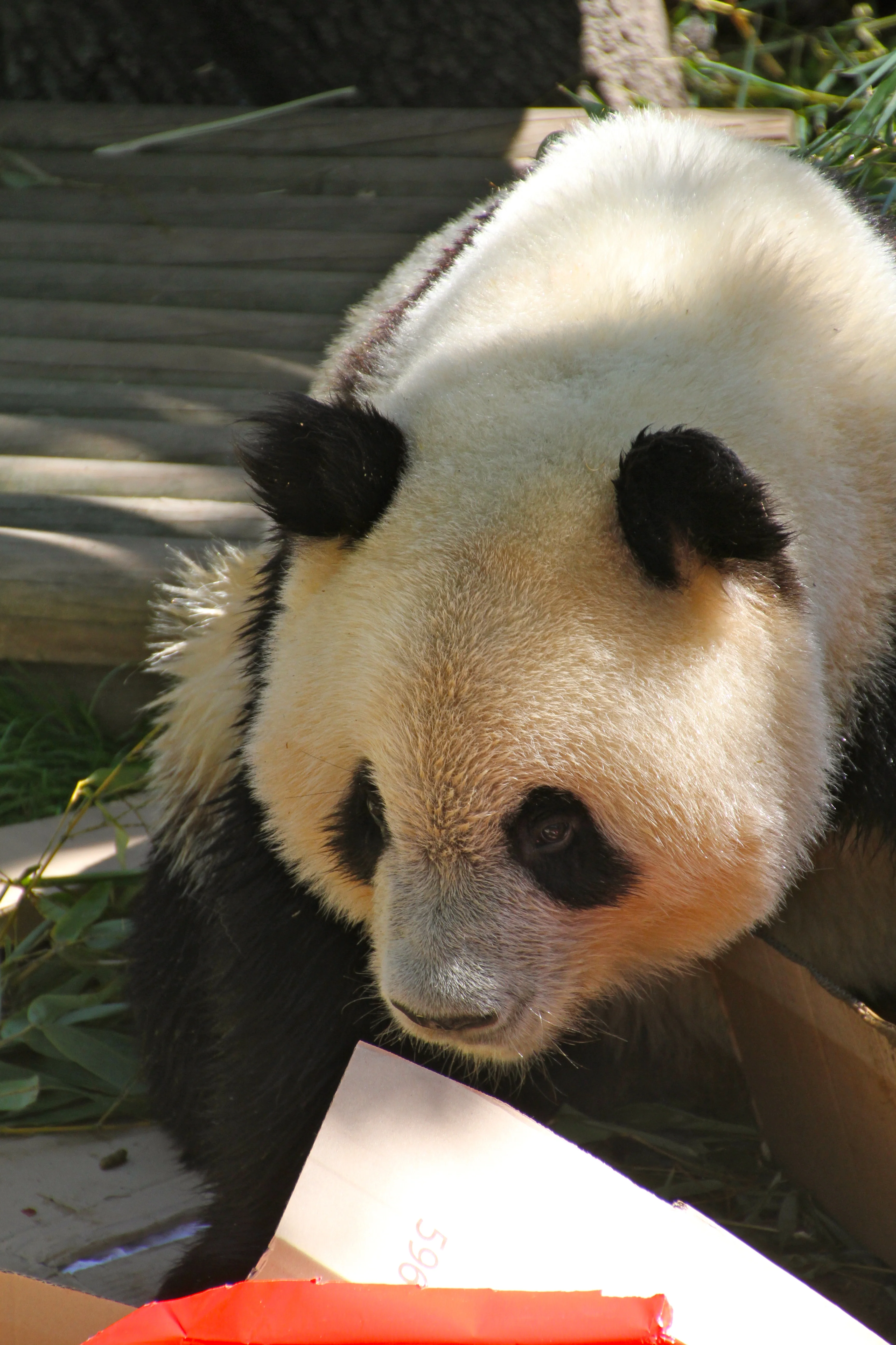 Zoo Madrid