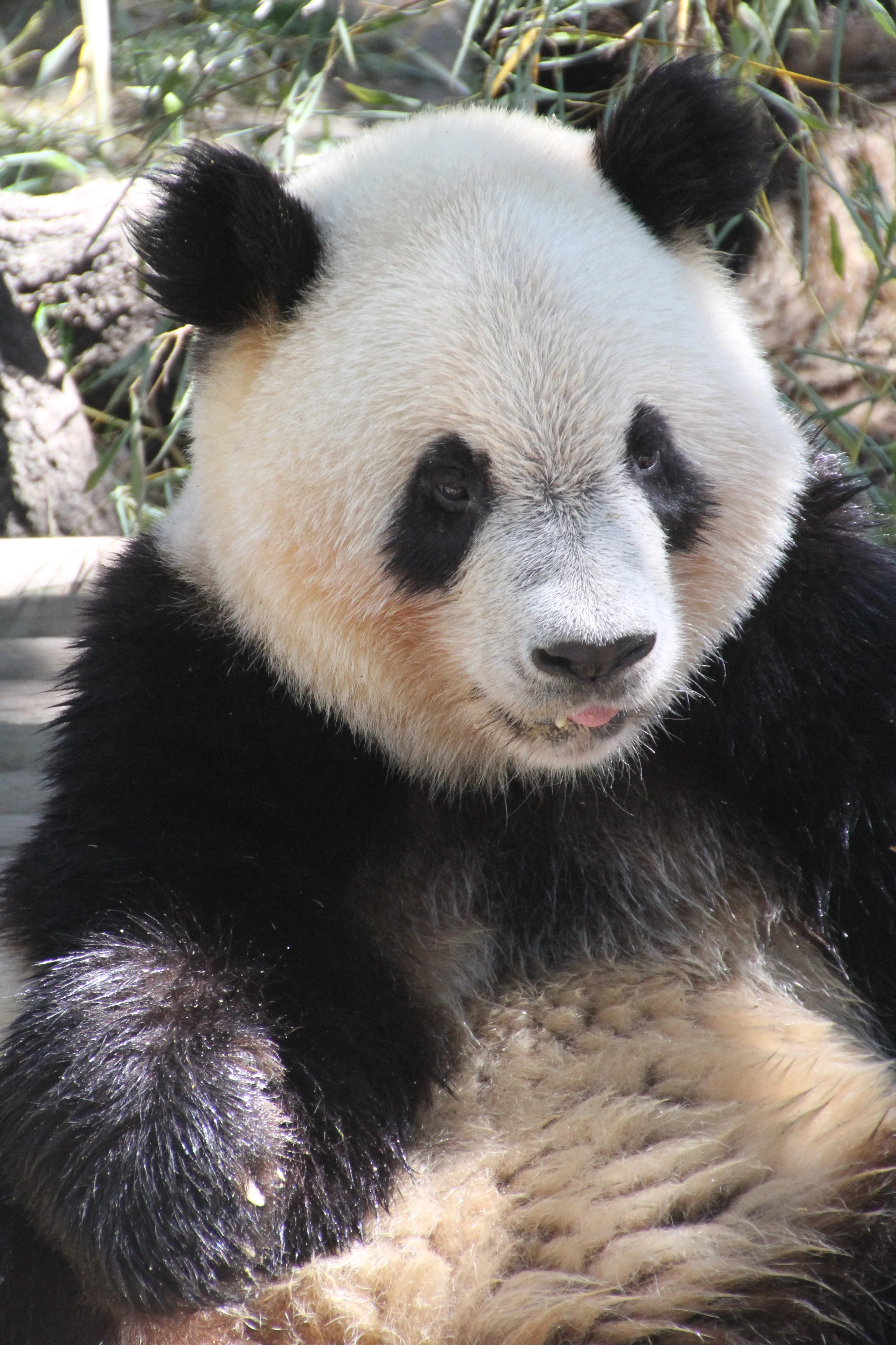 Zoo Madrid