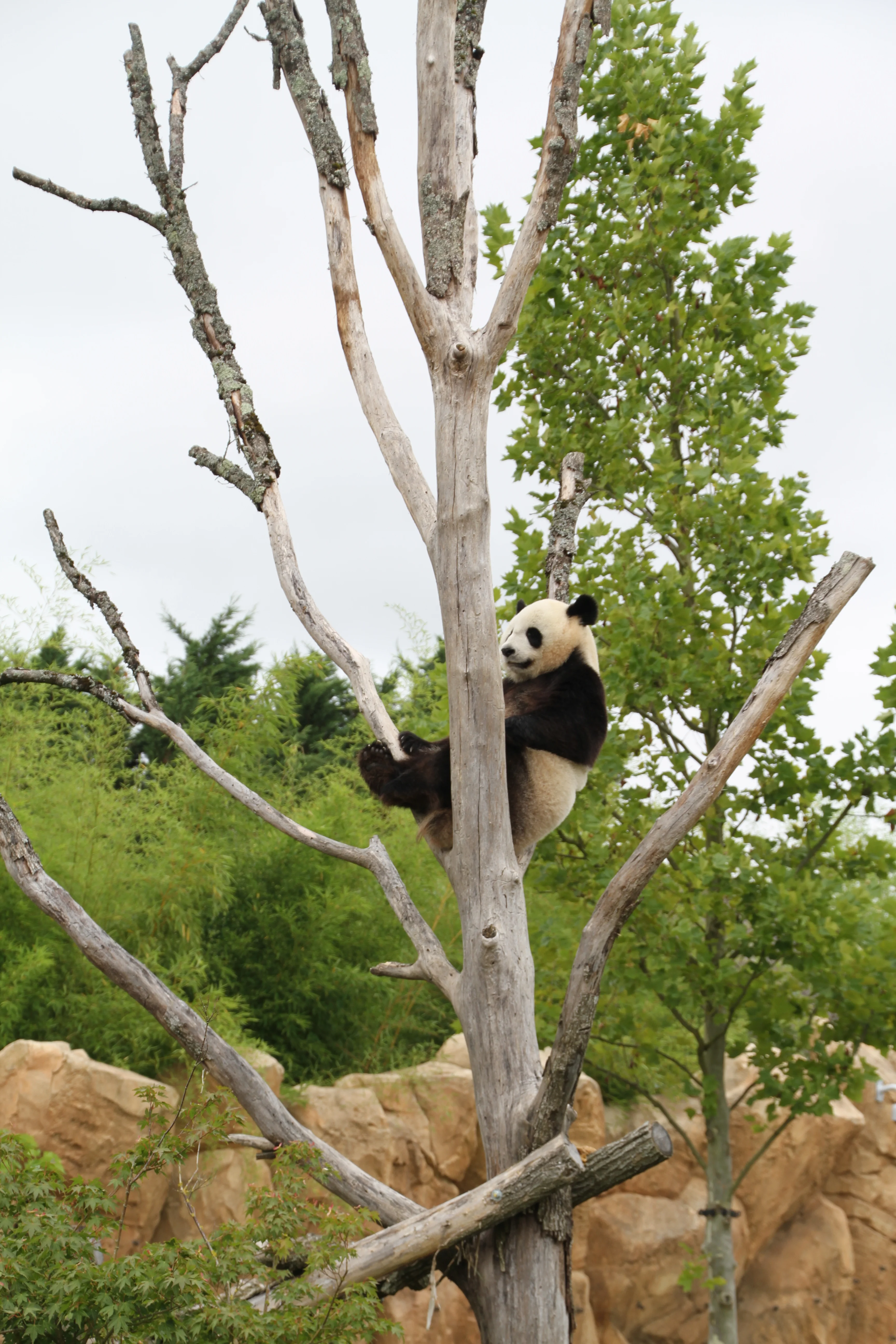 ZooParc de Beauval