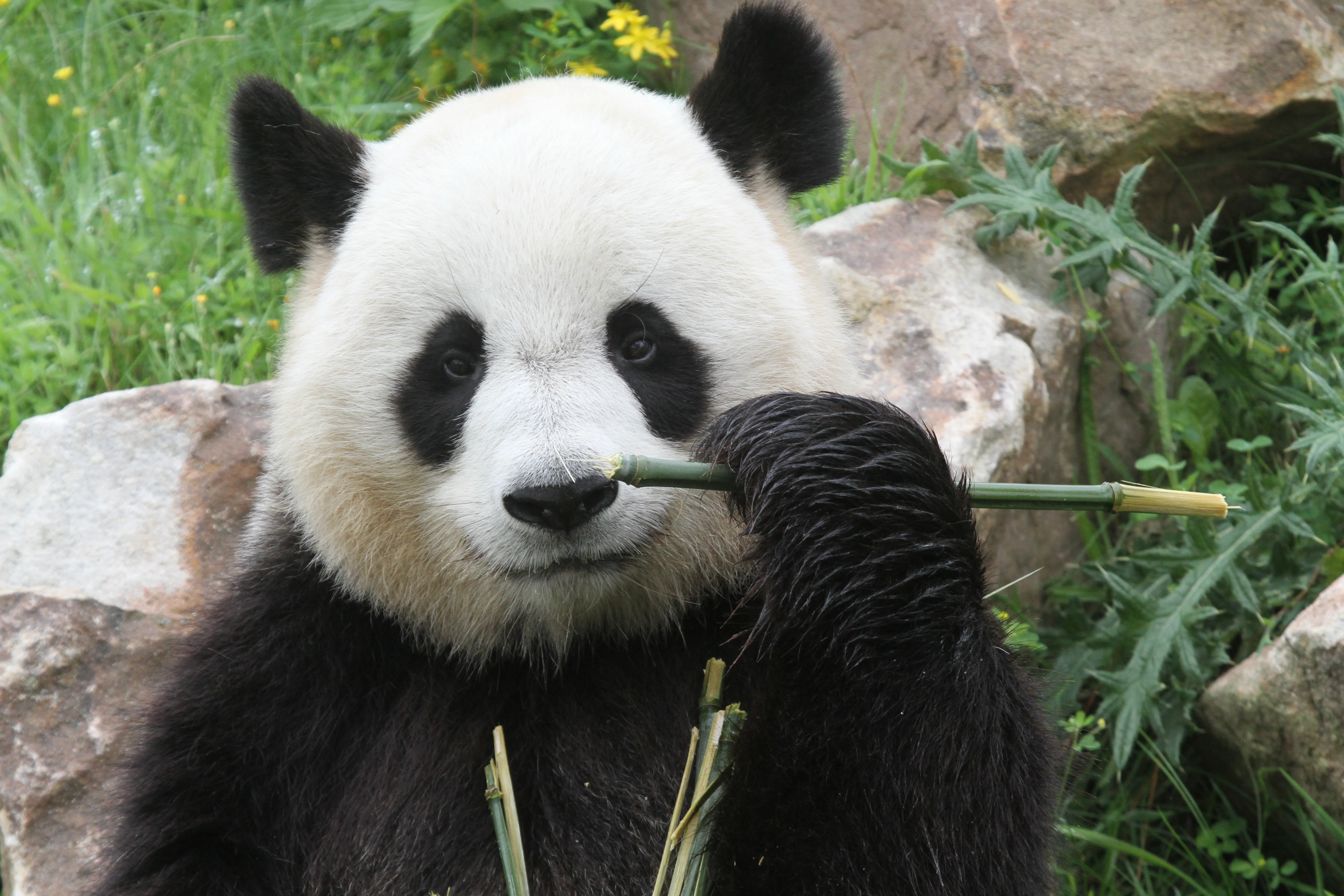 ZooParc de Beauval