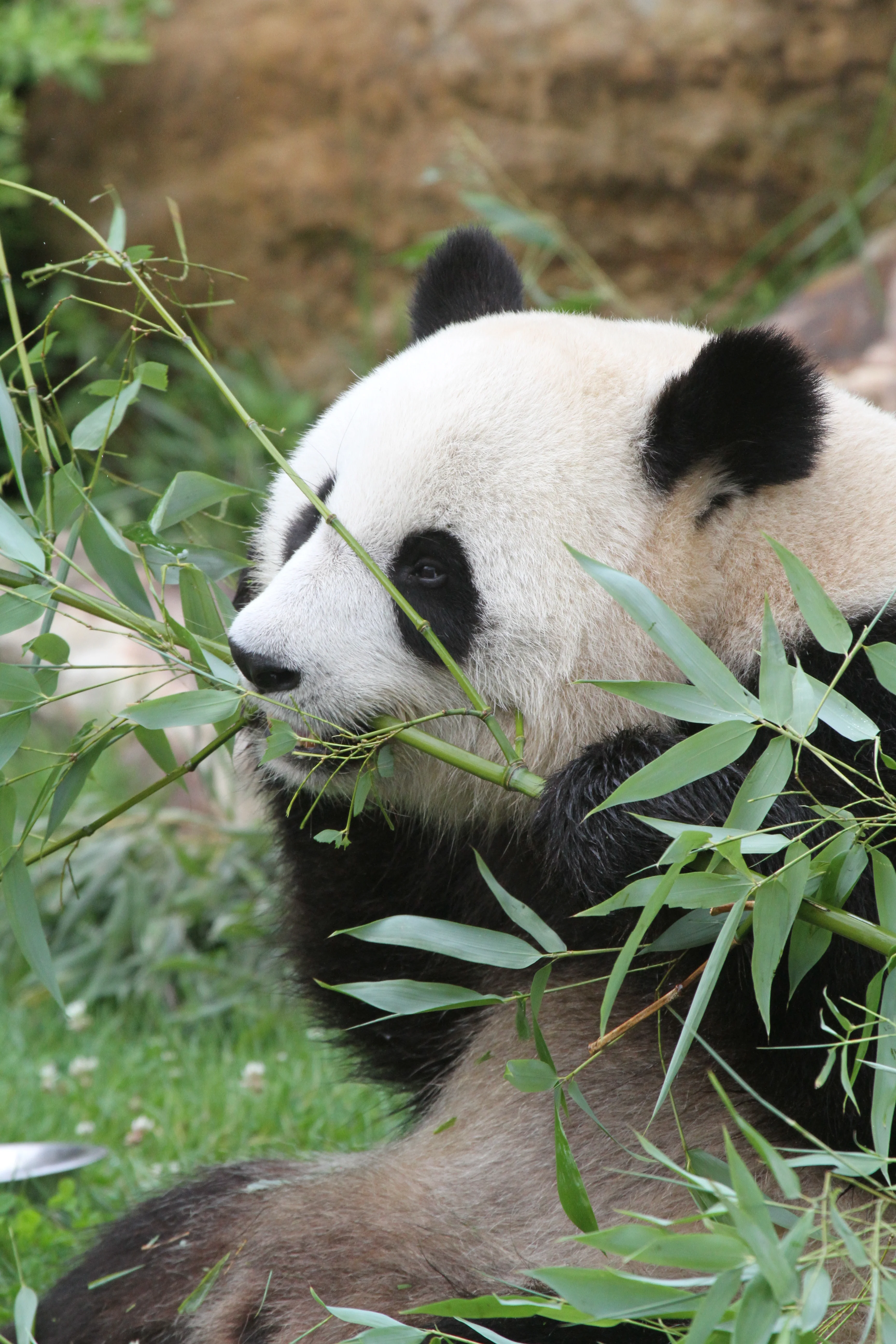 ZooParc de Beauval