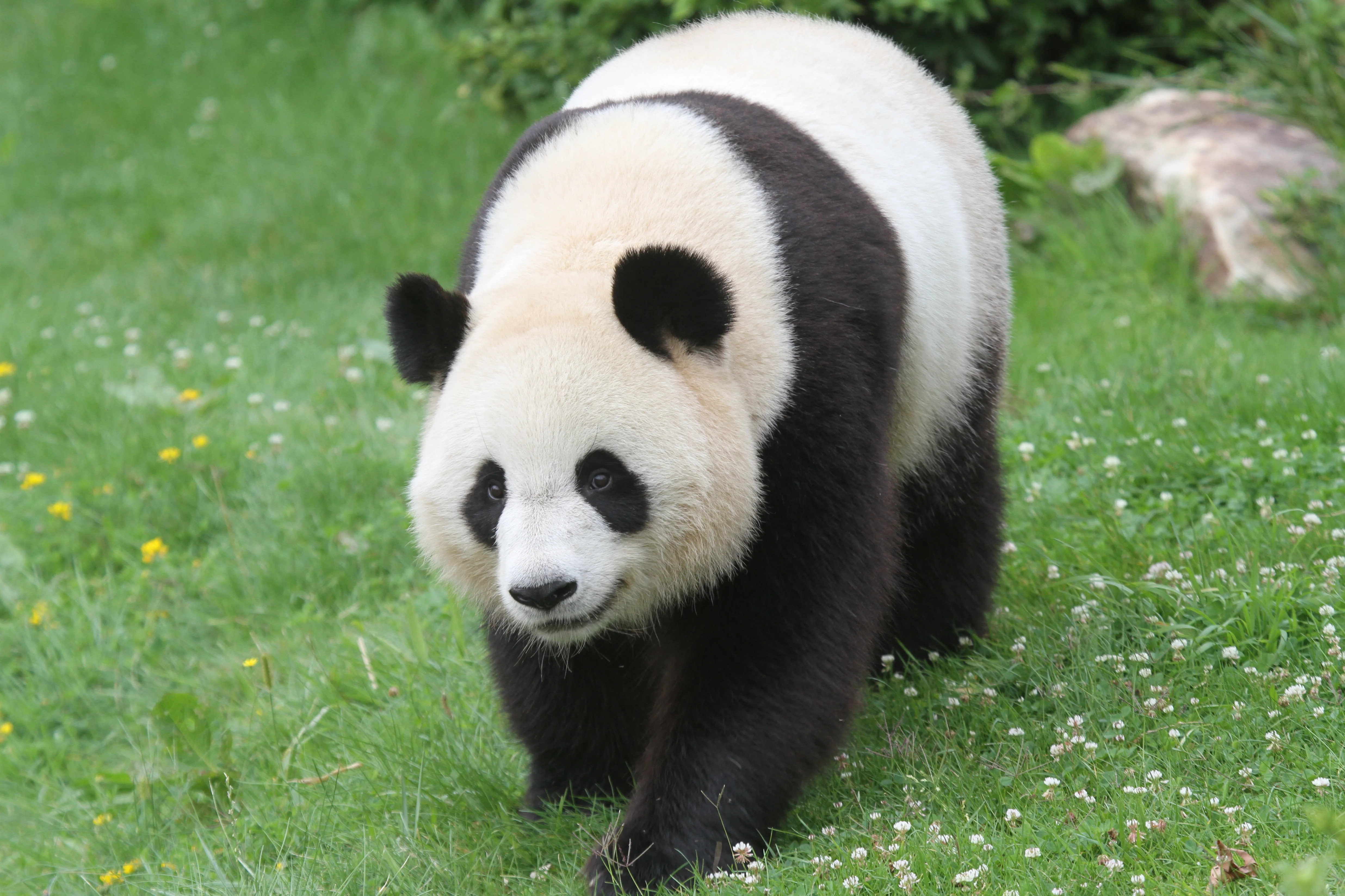 ZooParc de Beauval