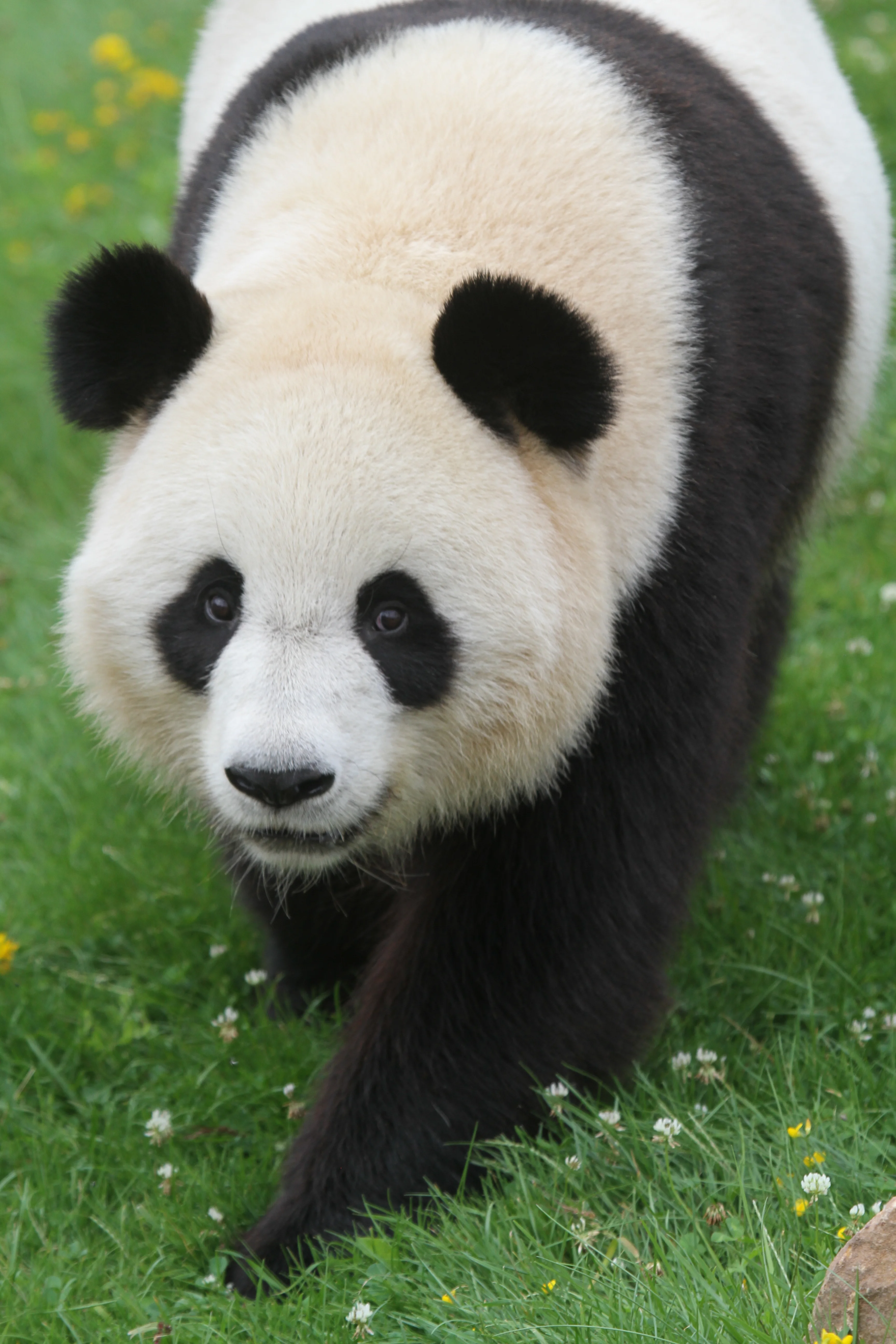 ZooParc de Beauval