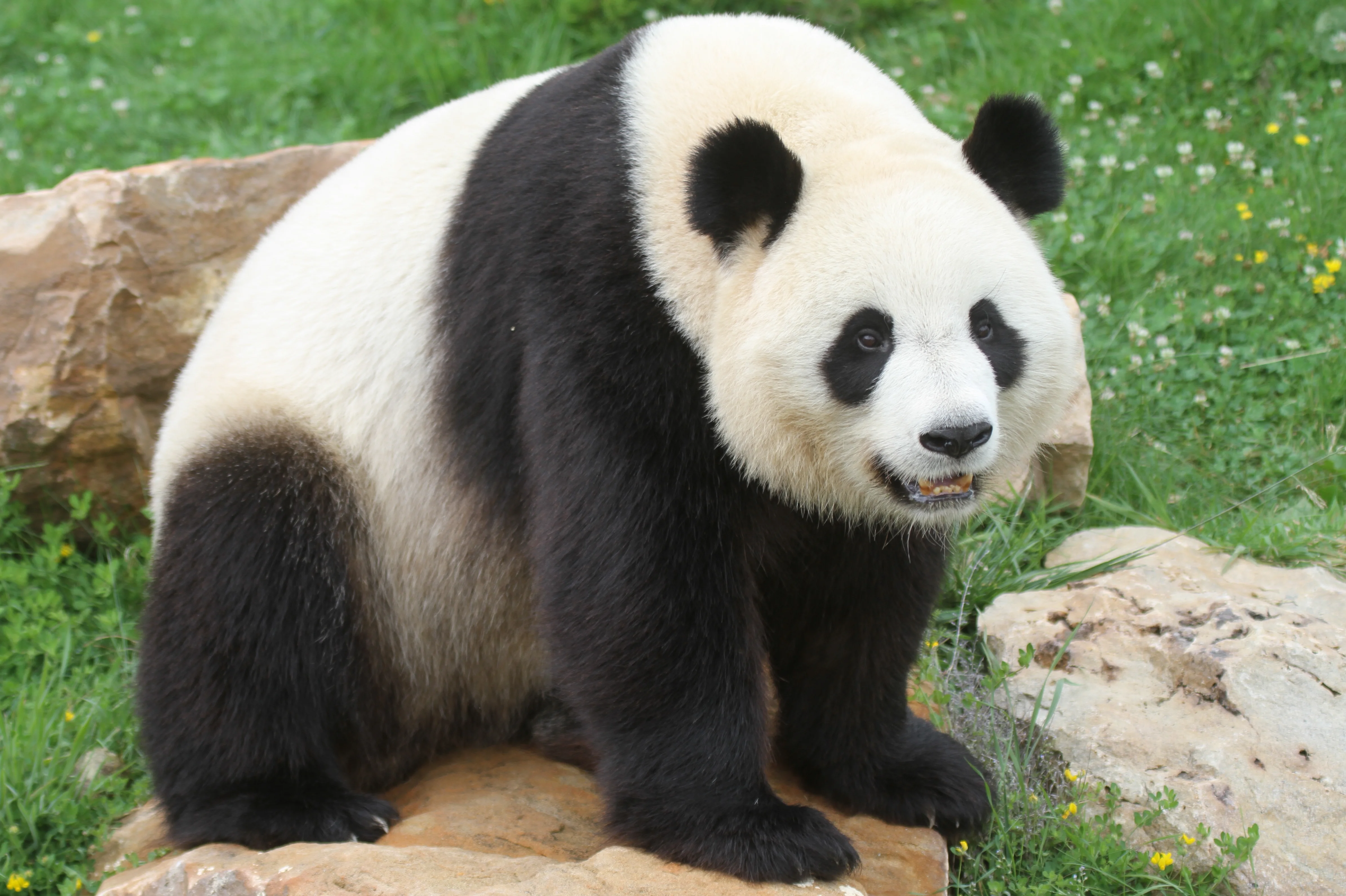 ZooParc de Beauval