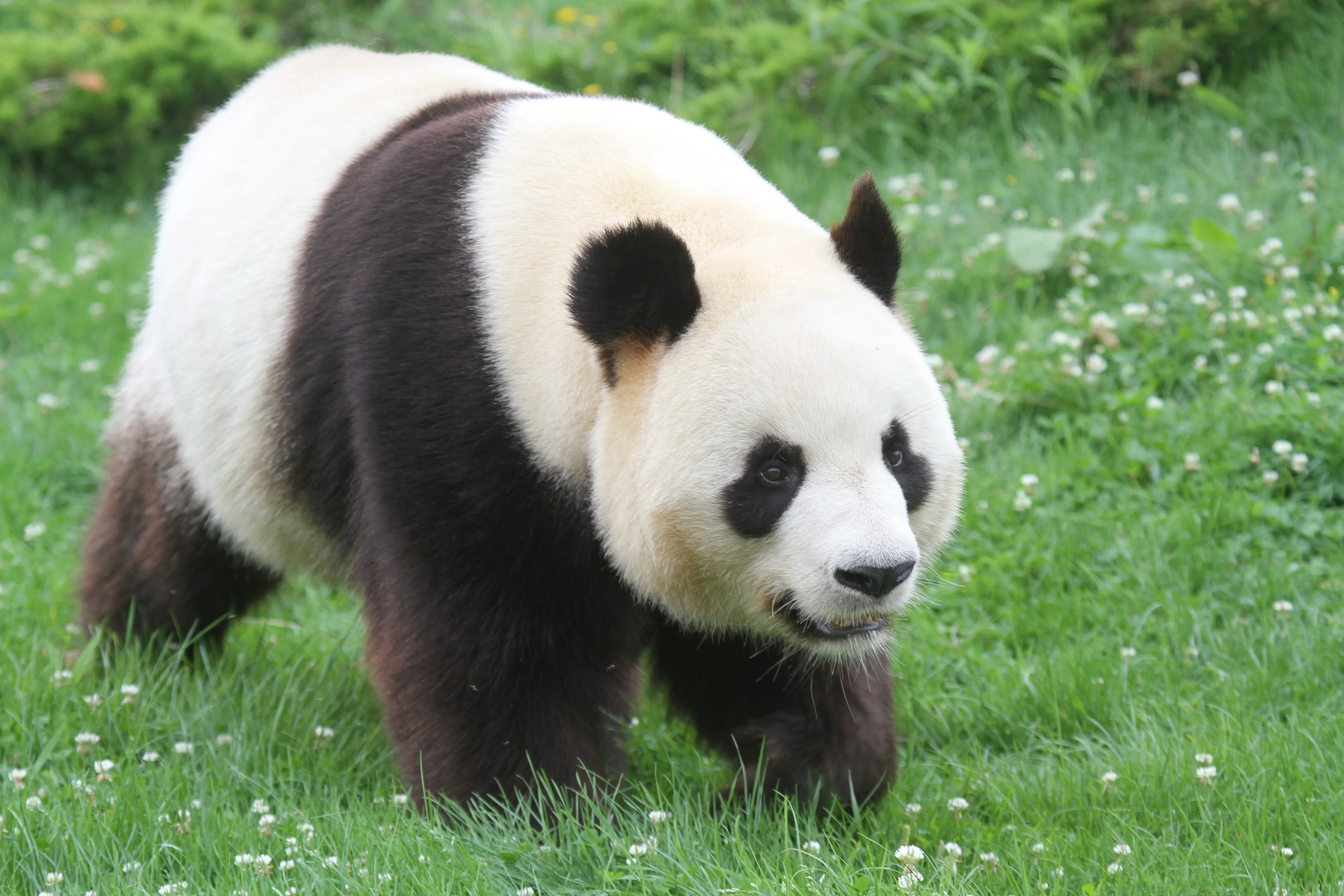 ZooParc de Beauval
