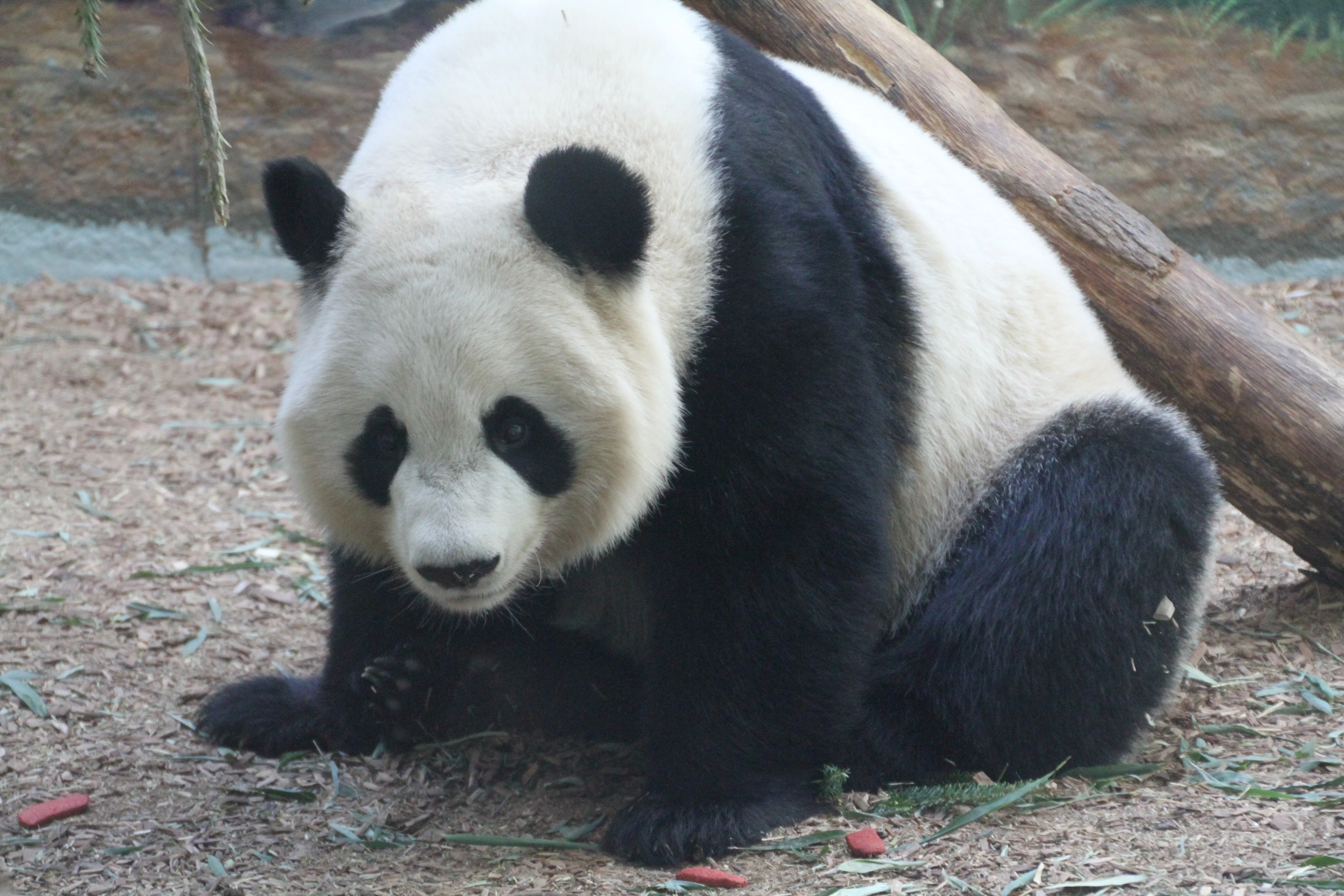 Zoo Atlanta