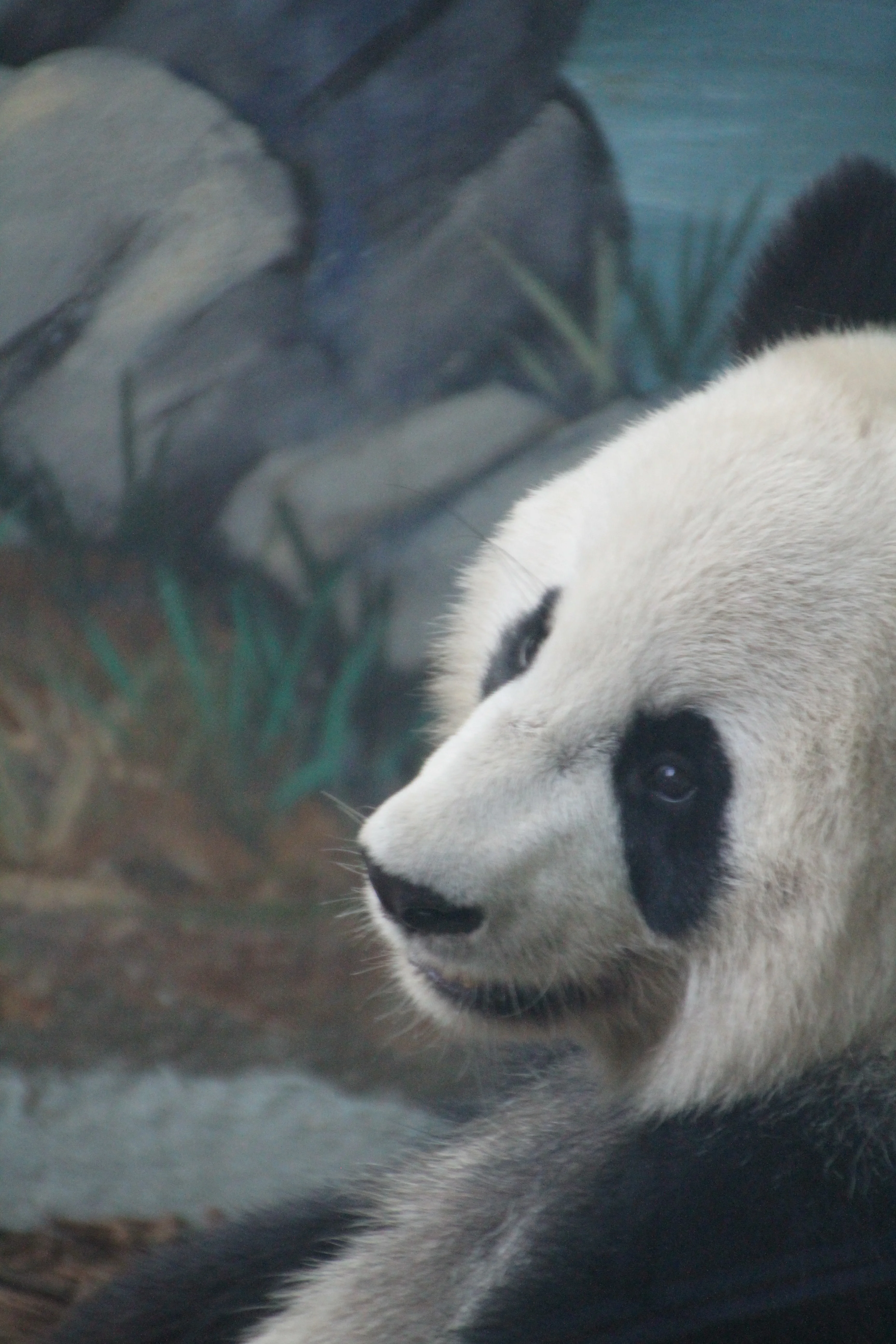 Zoo Atlanta