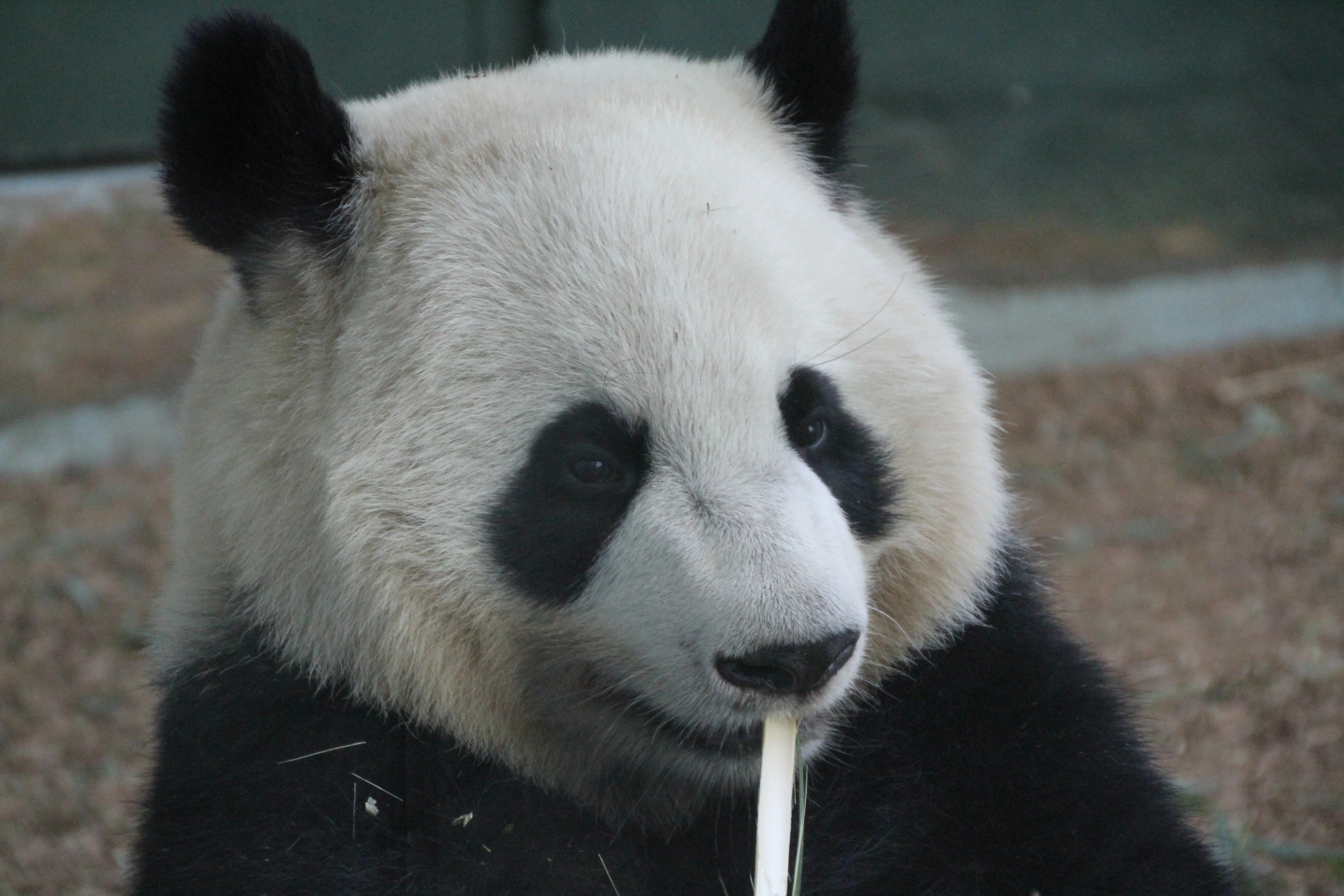 Zoo Atlanta