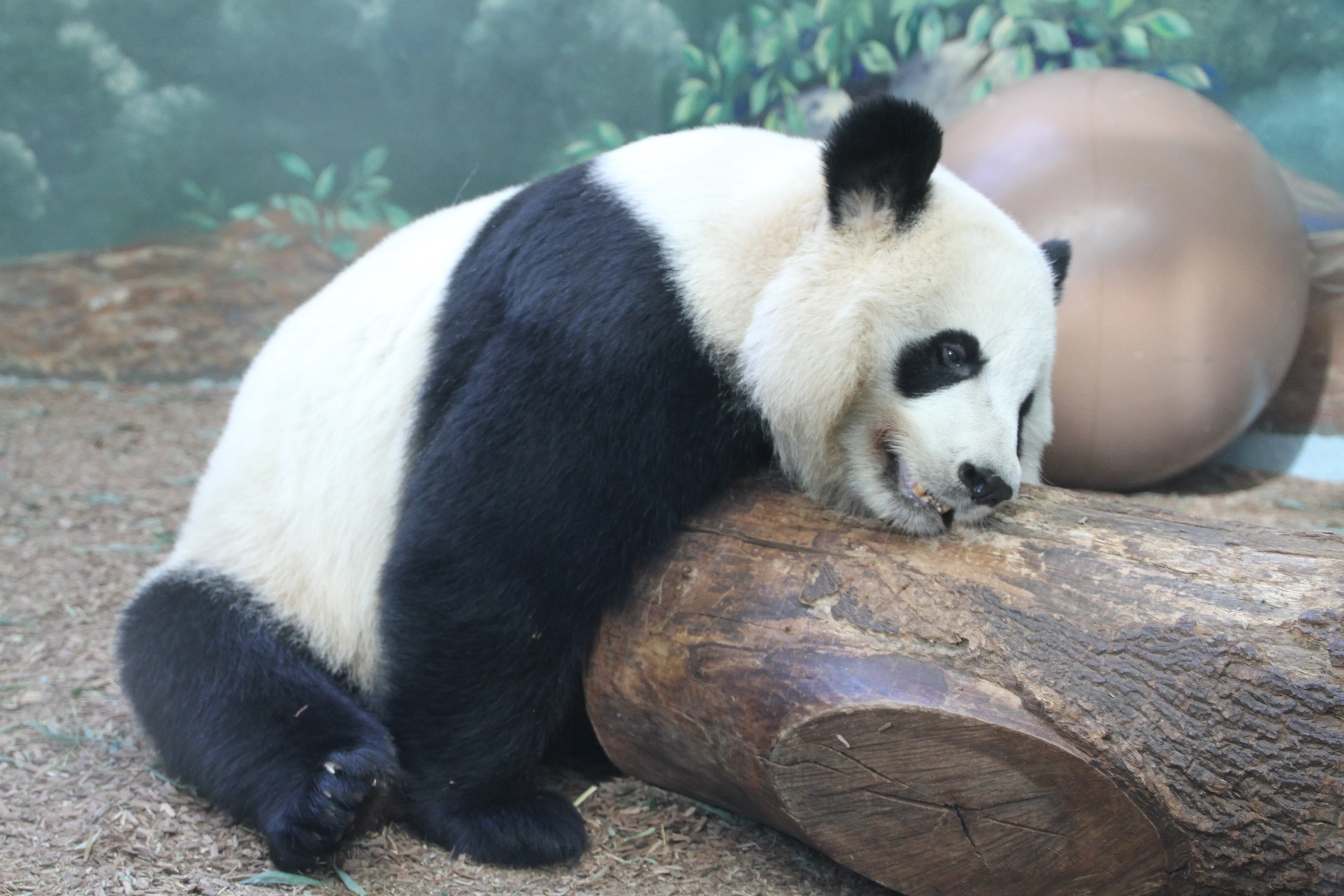 Zoo Atlanta