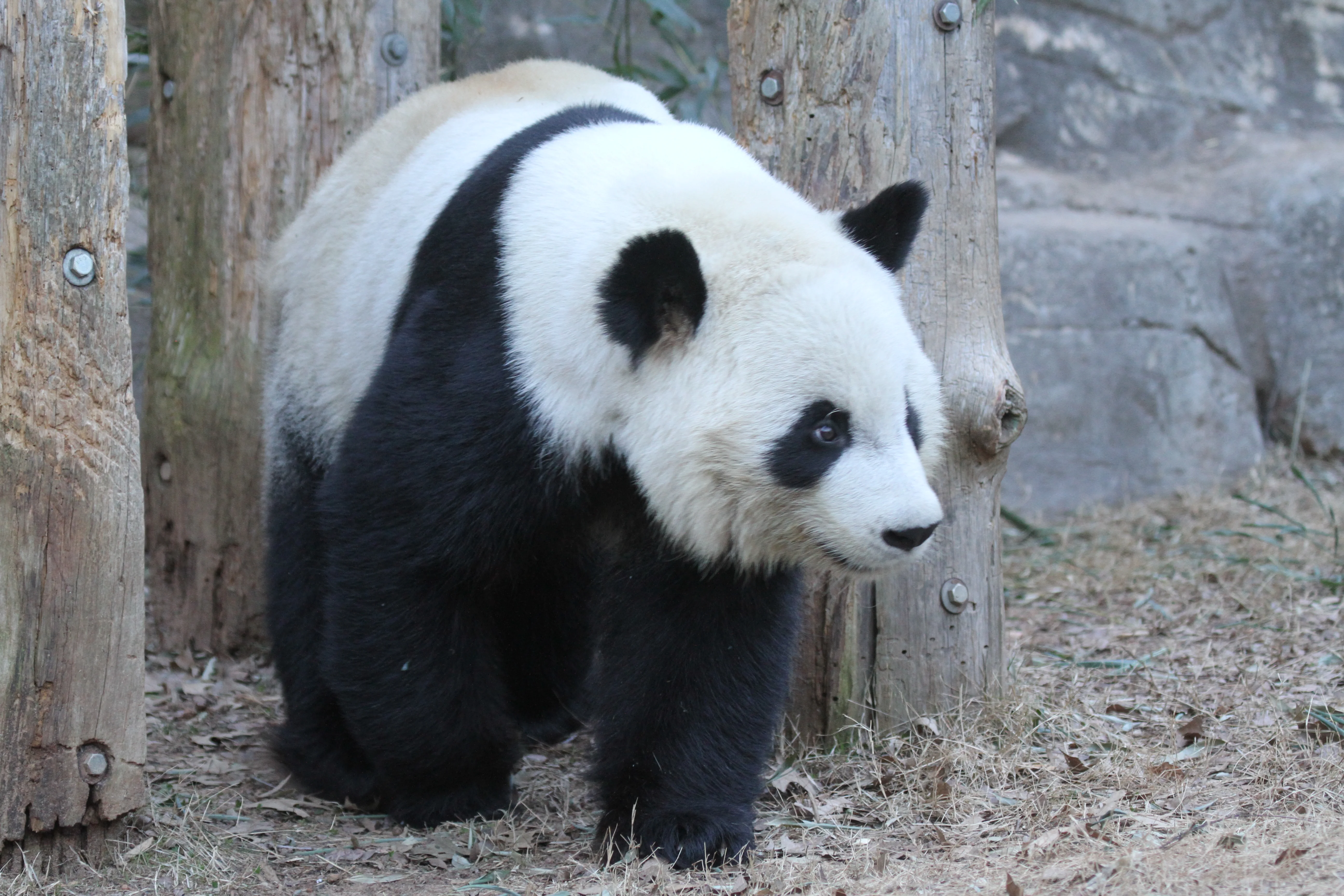 Zoo Atlanta
