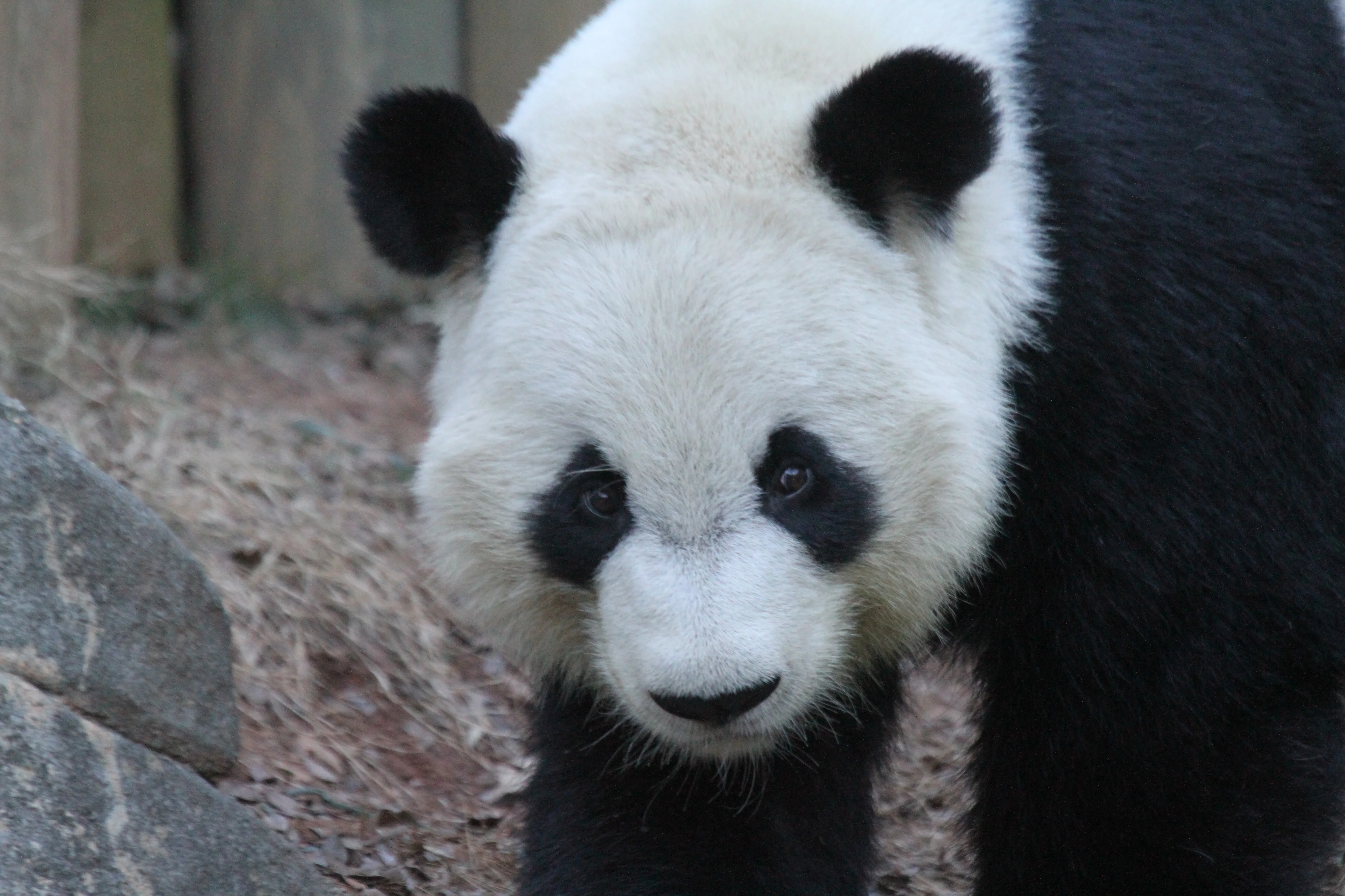 Zoo Atlanta