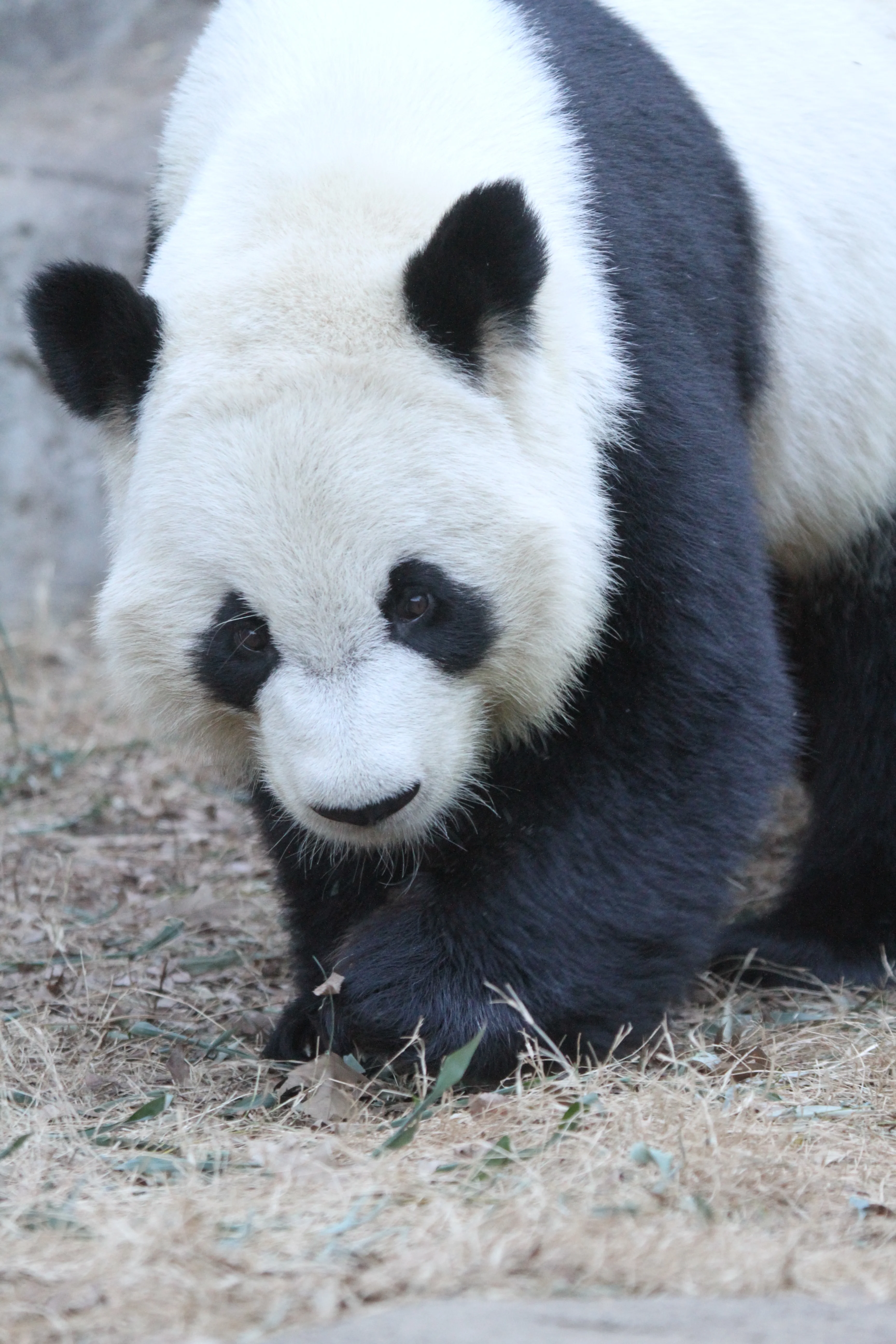 Zoo Atlanta