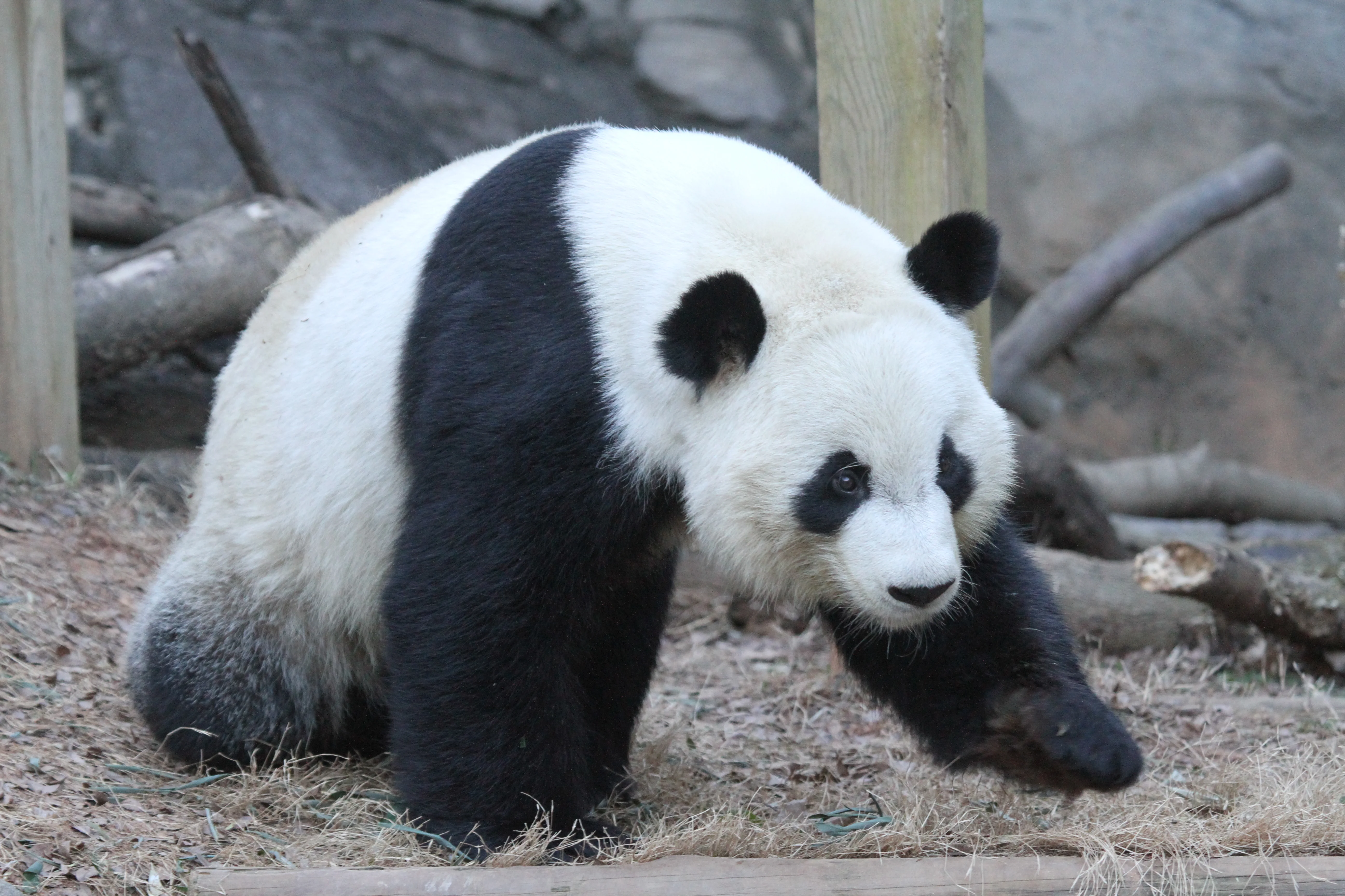 Zoo Atlanta