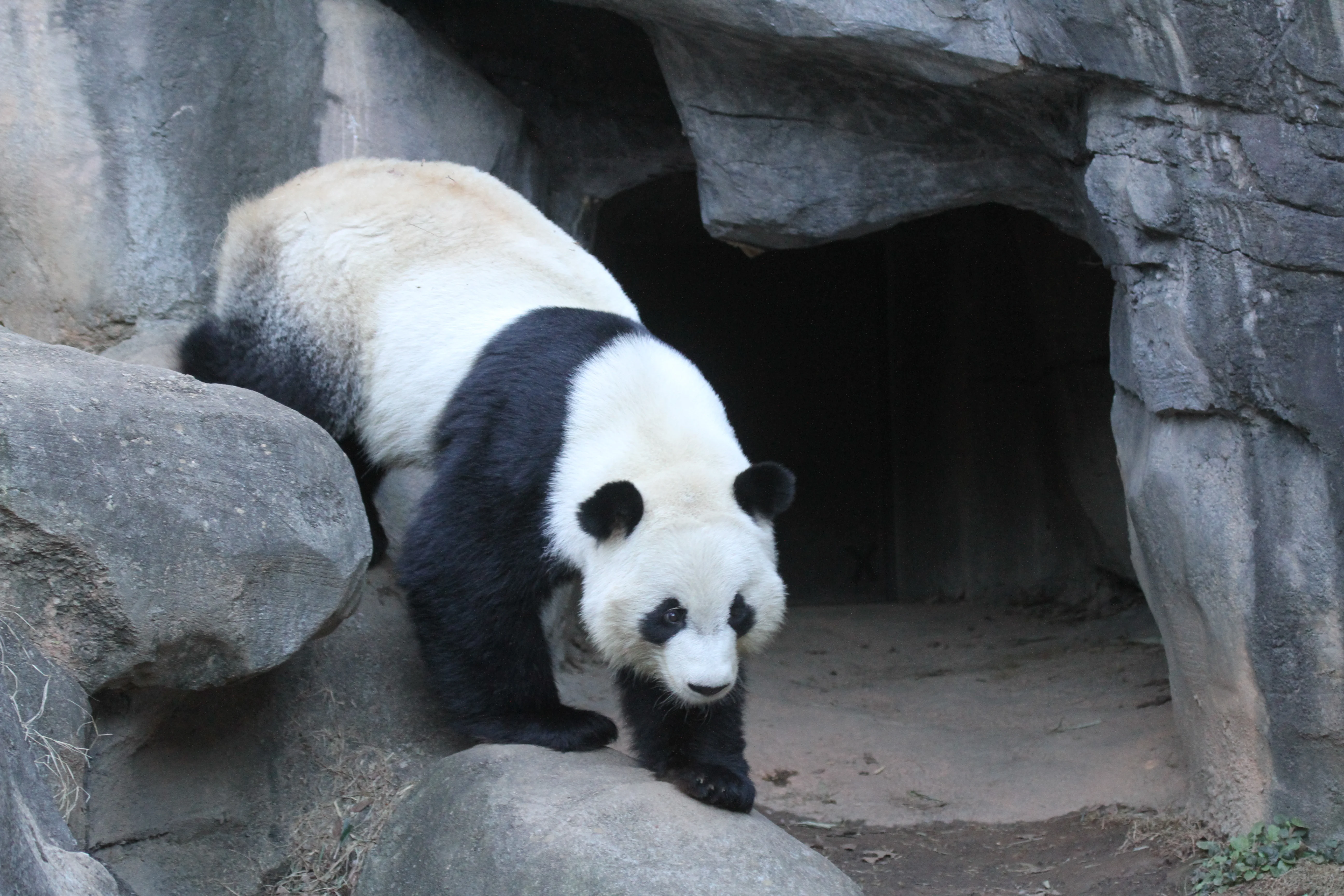 Zoo Atlanta