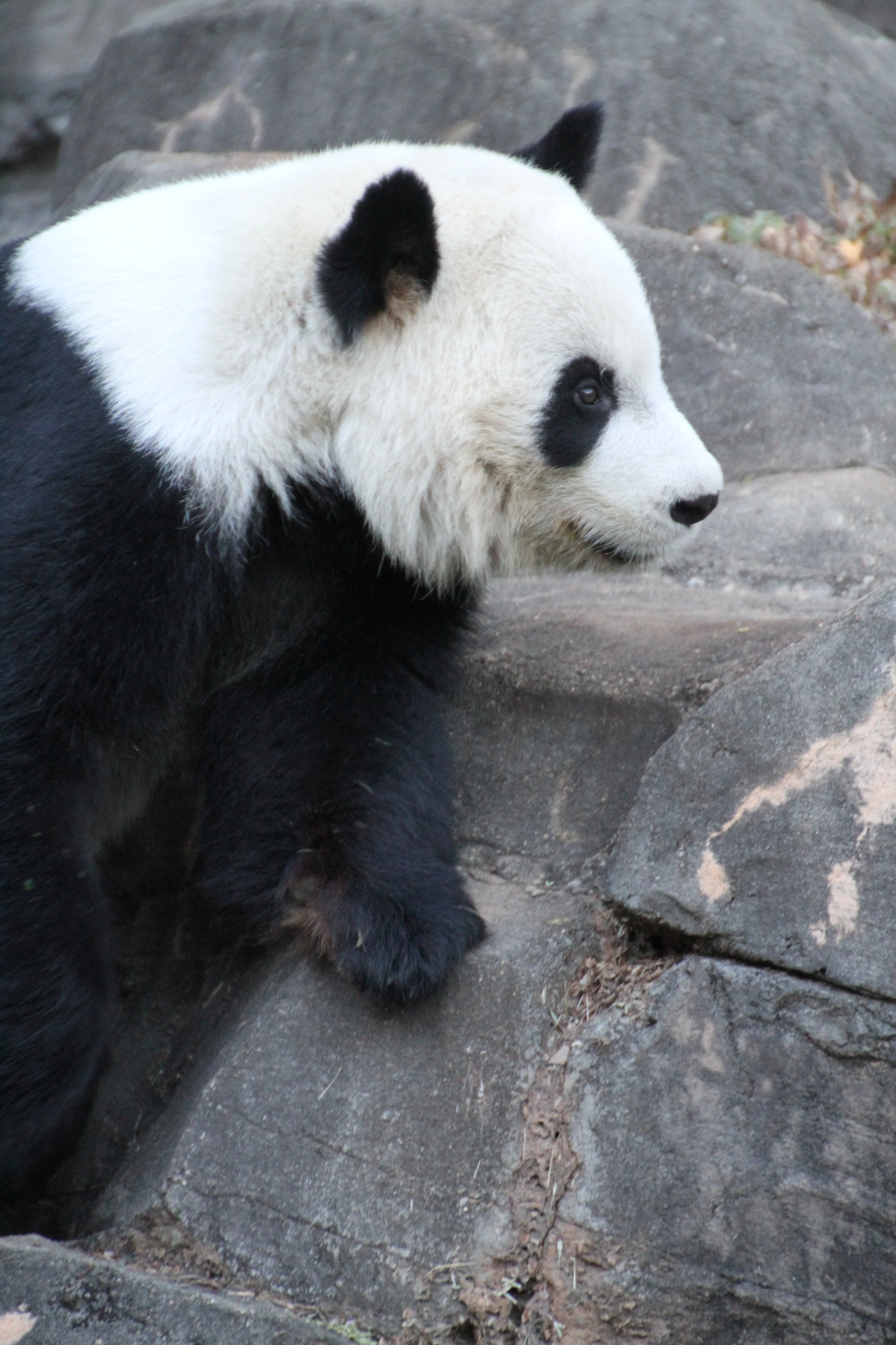 Zoo Atlanta