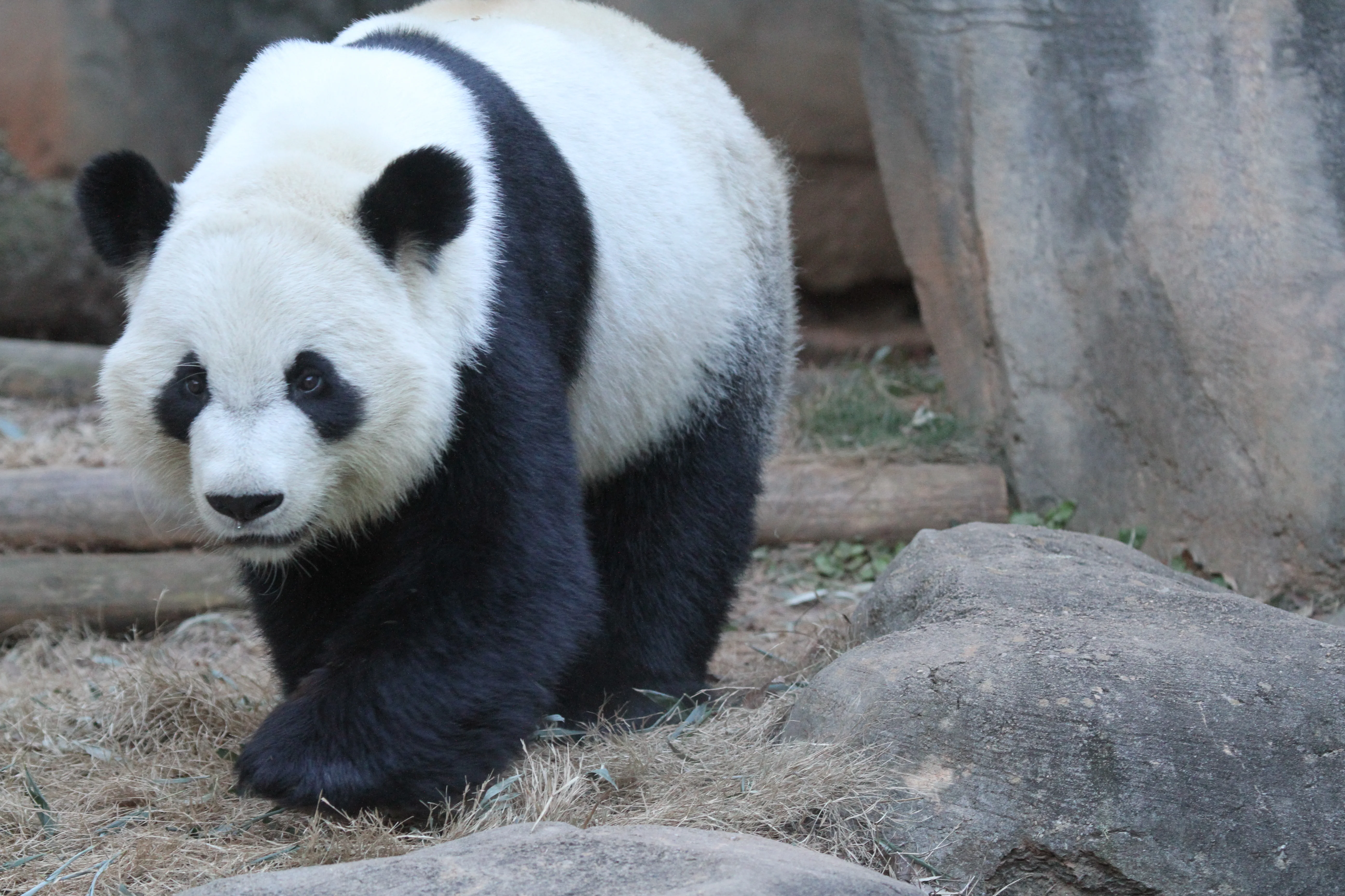Zoo Atlanta