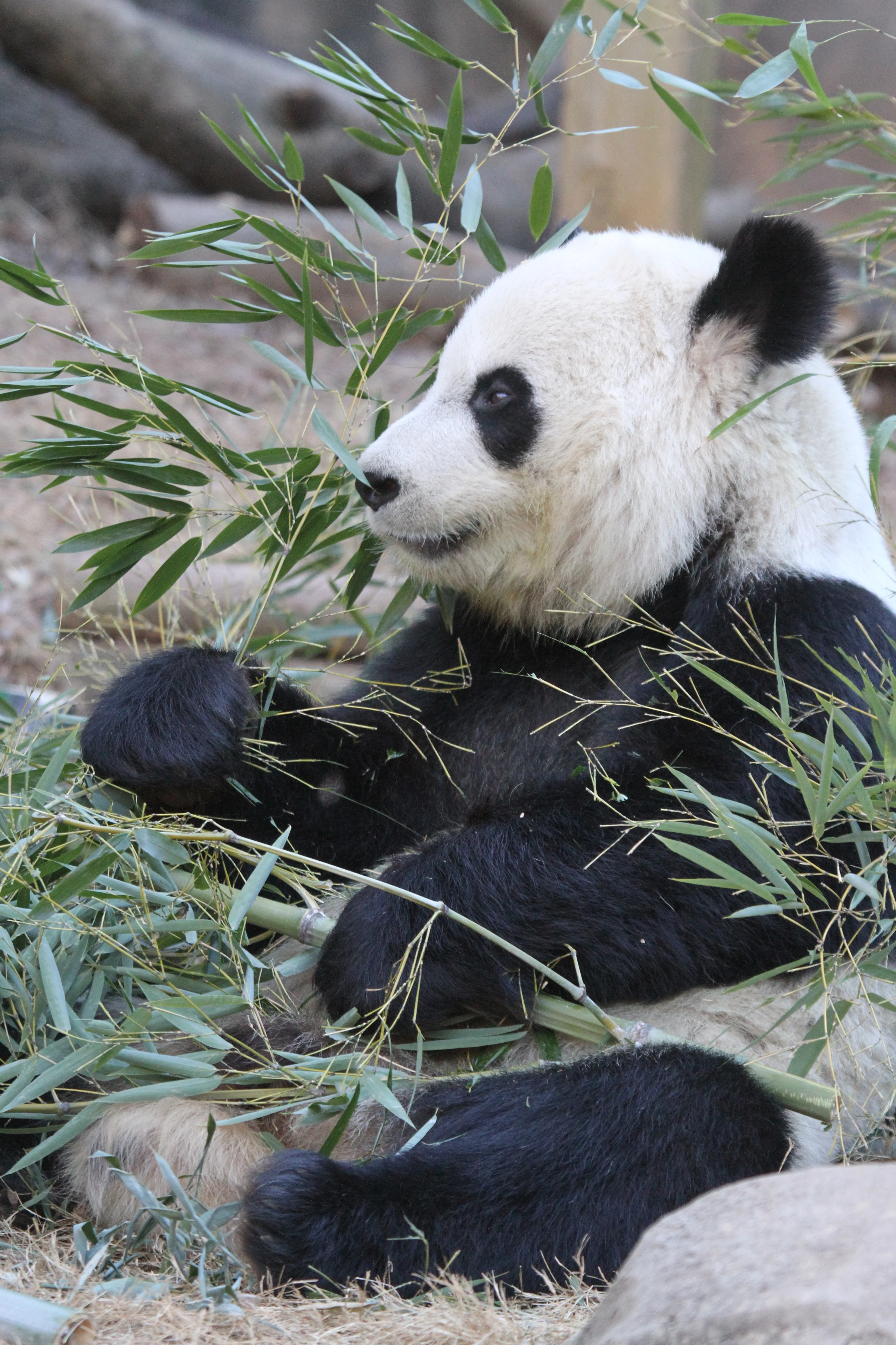 Zoo Atlanta