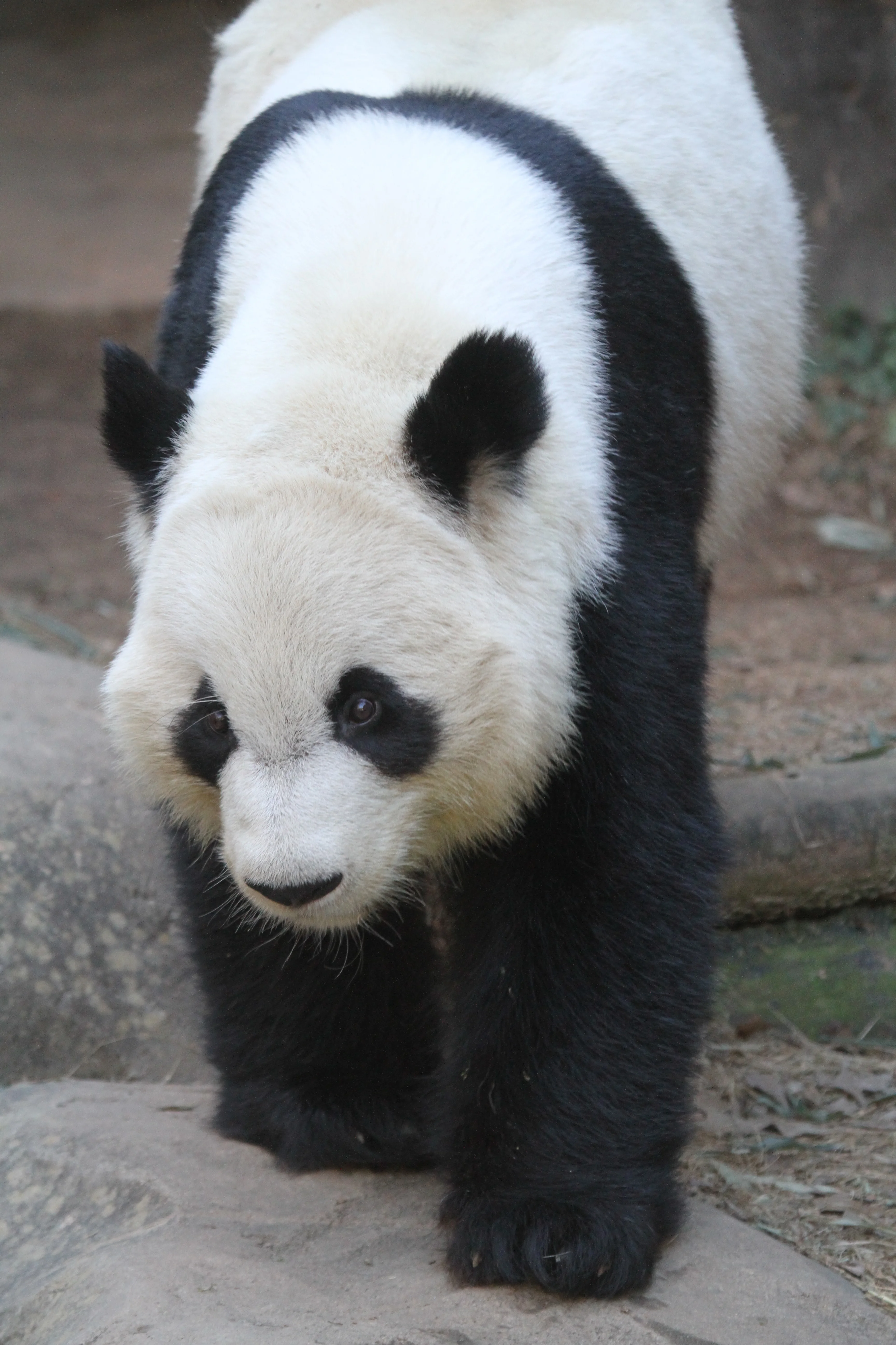 Zoo Atlanta