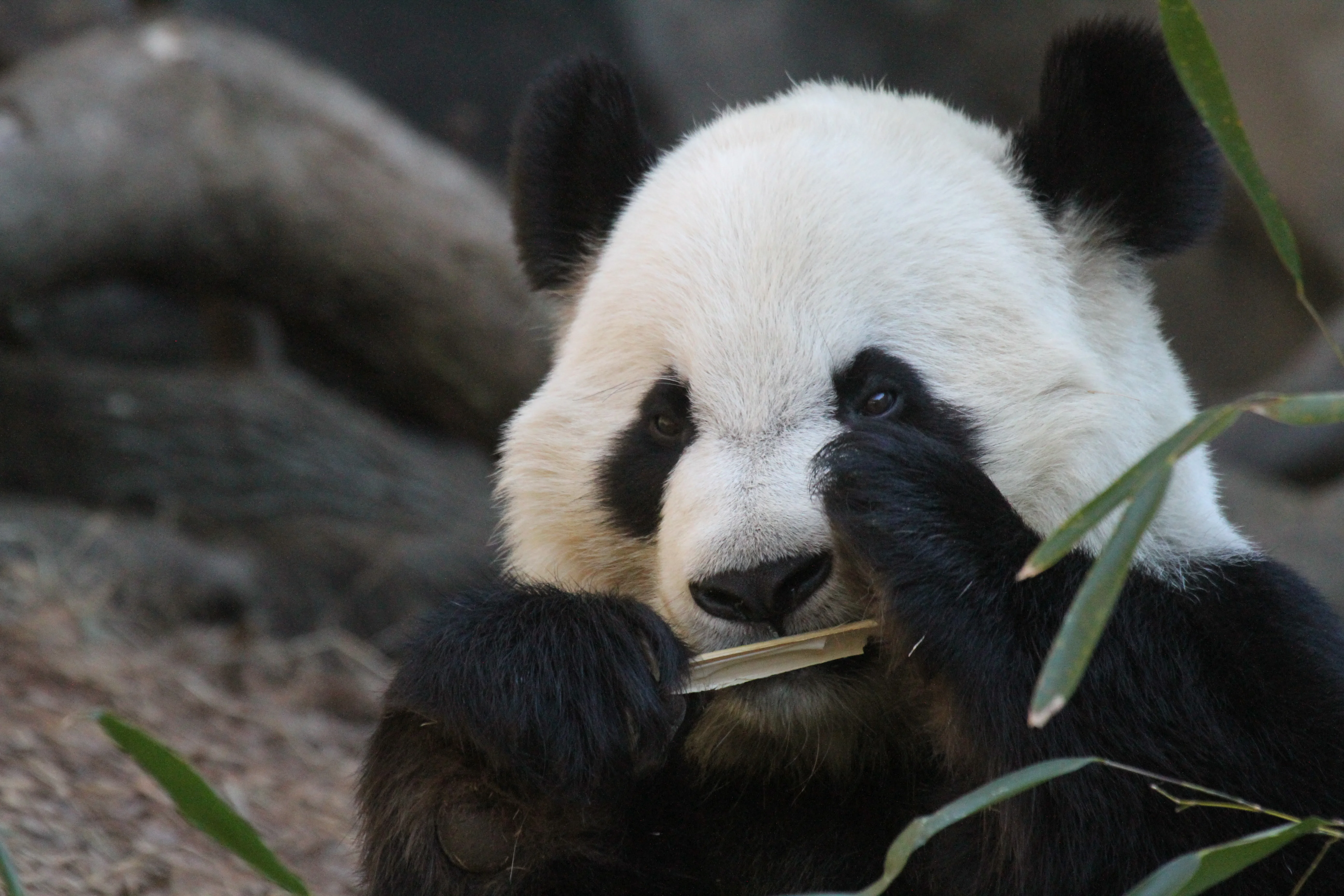 Zoo Atlanta