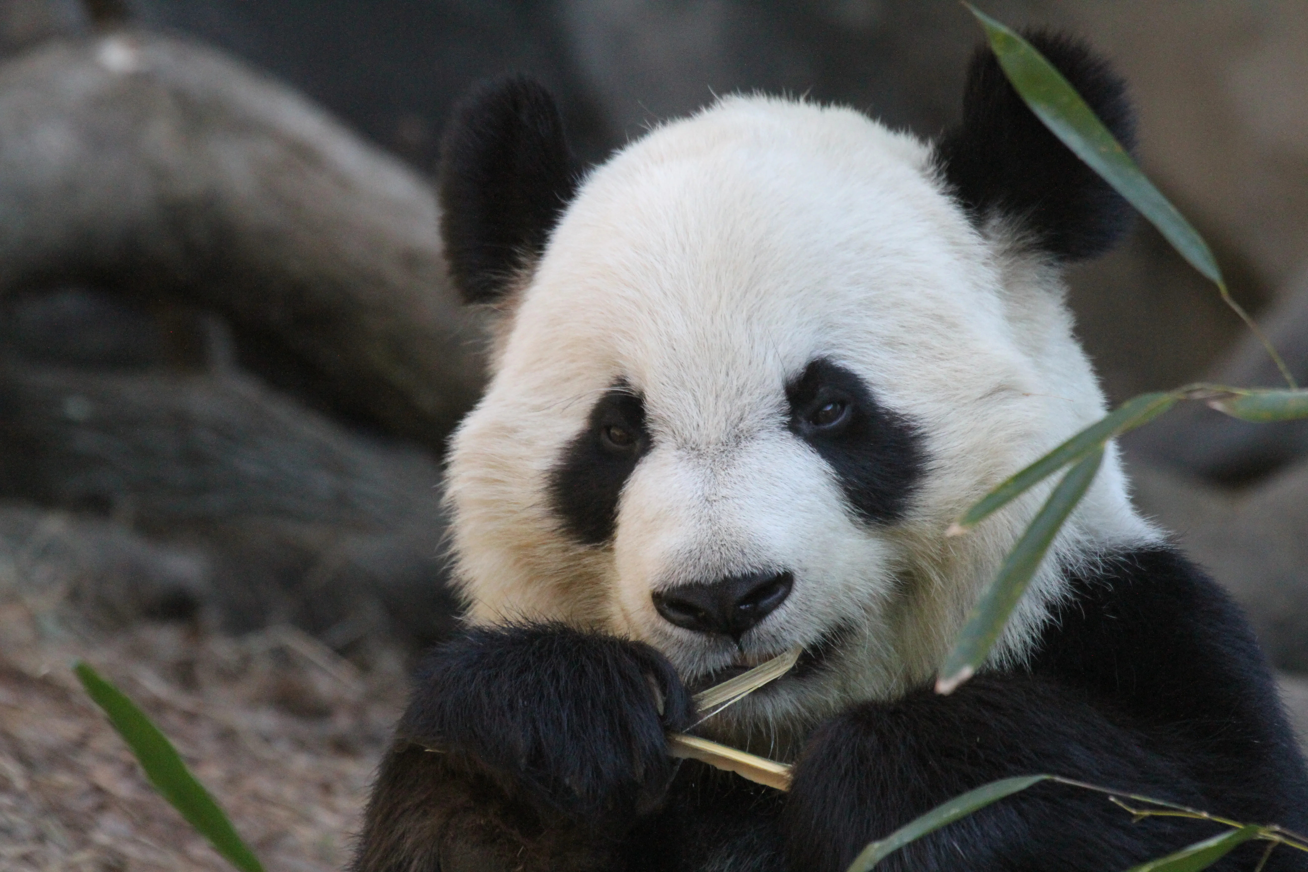 Zoo Atlanta