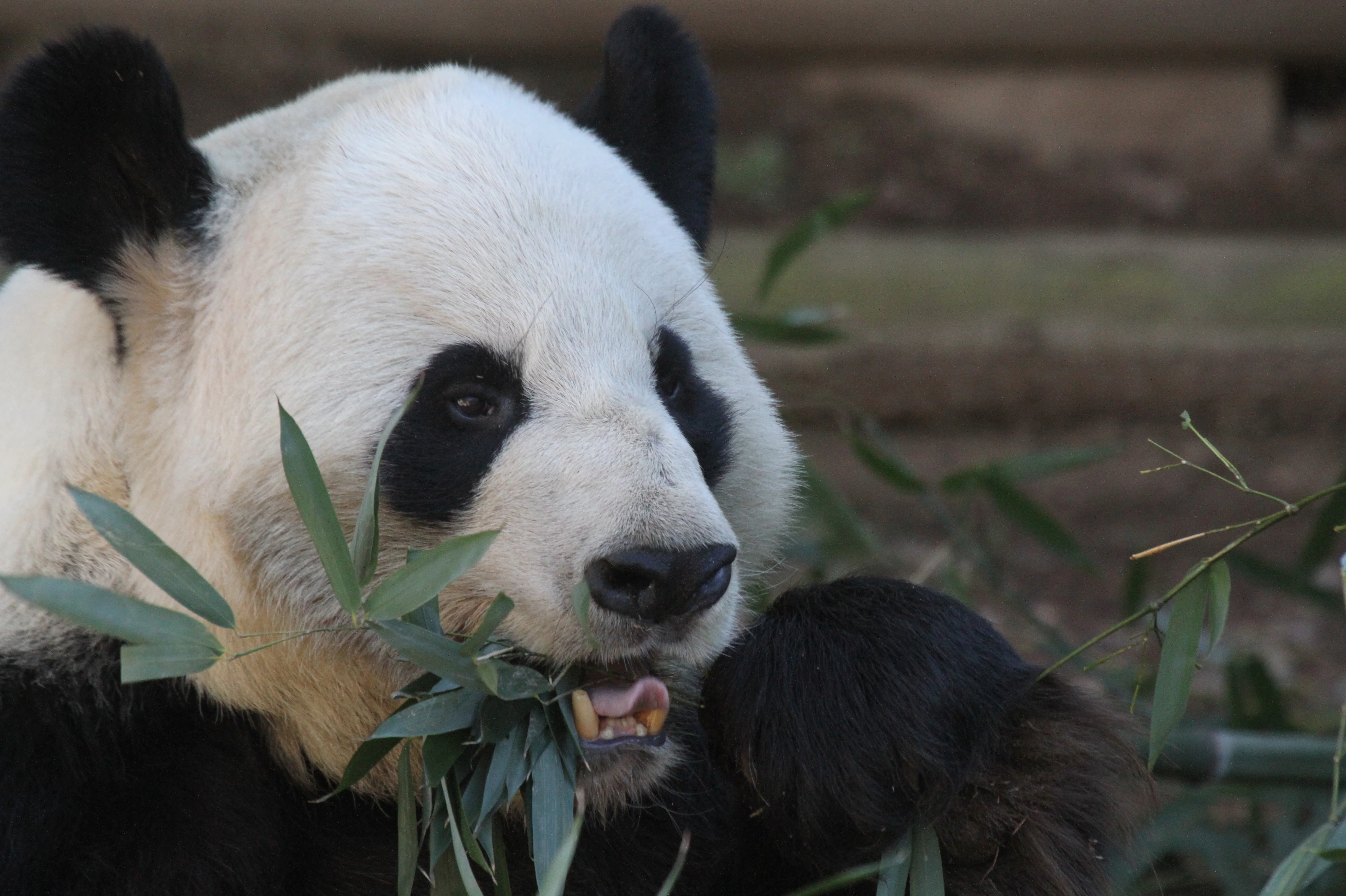 Zoo Atlanta