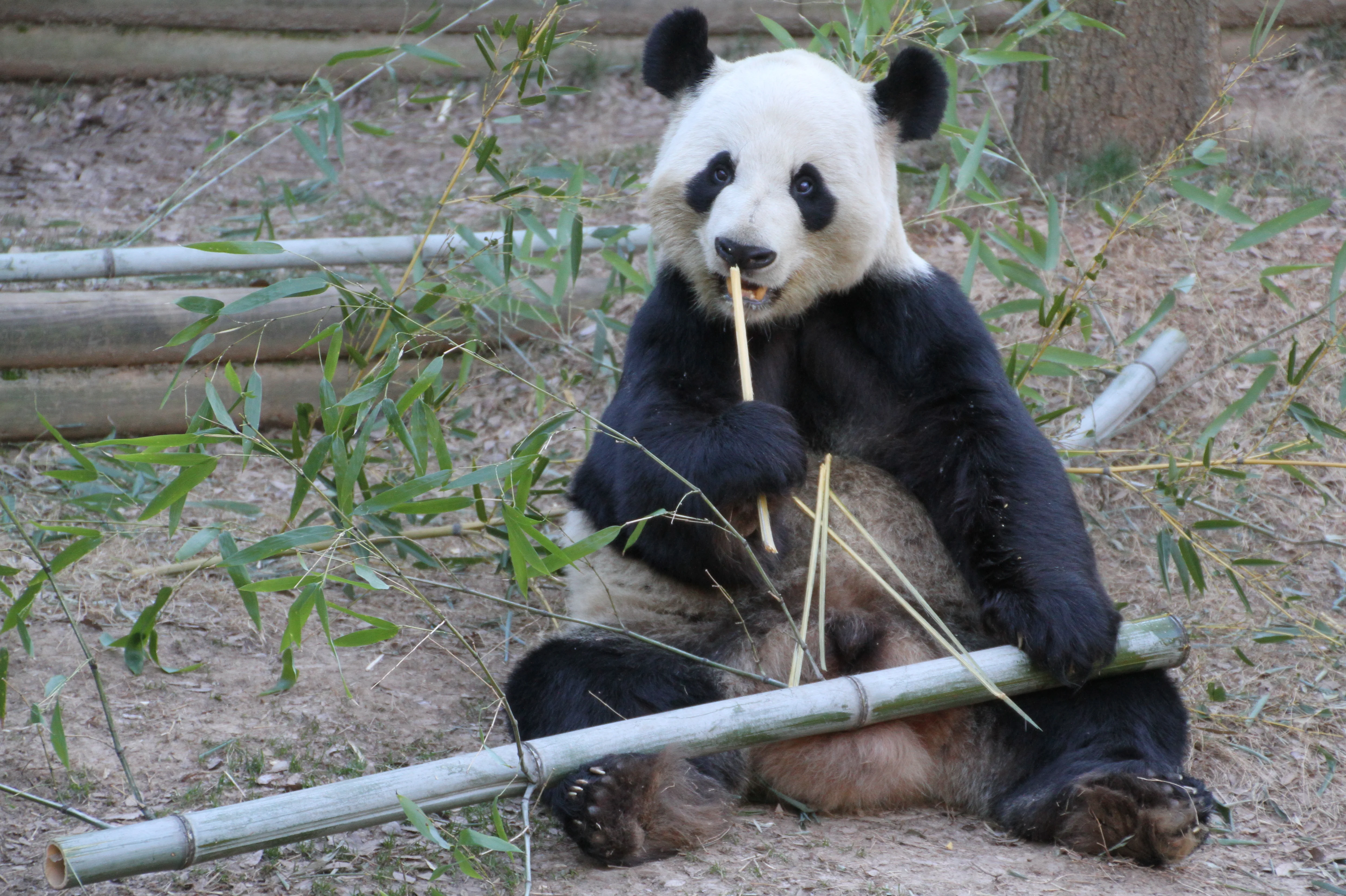 Zoo Atlanta