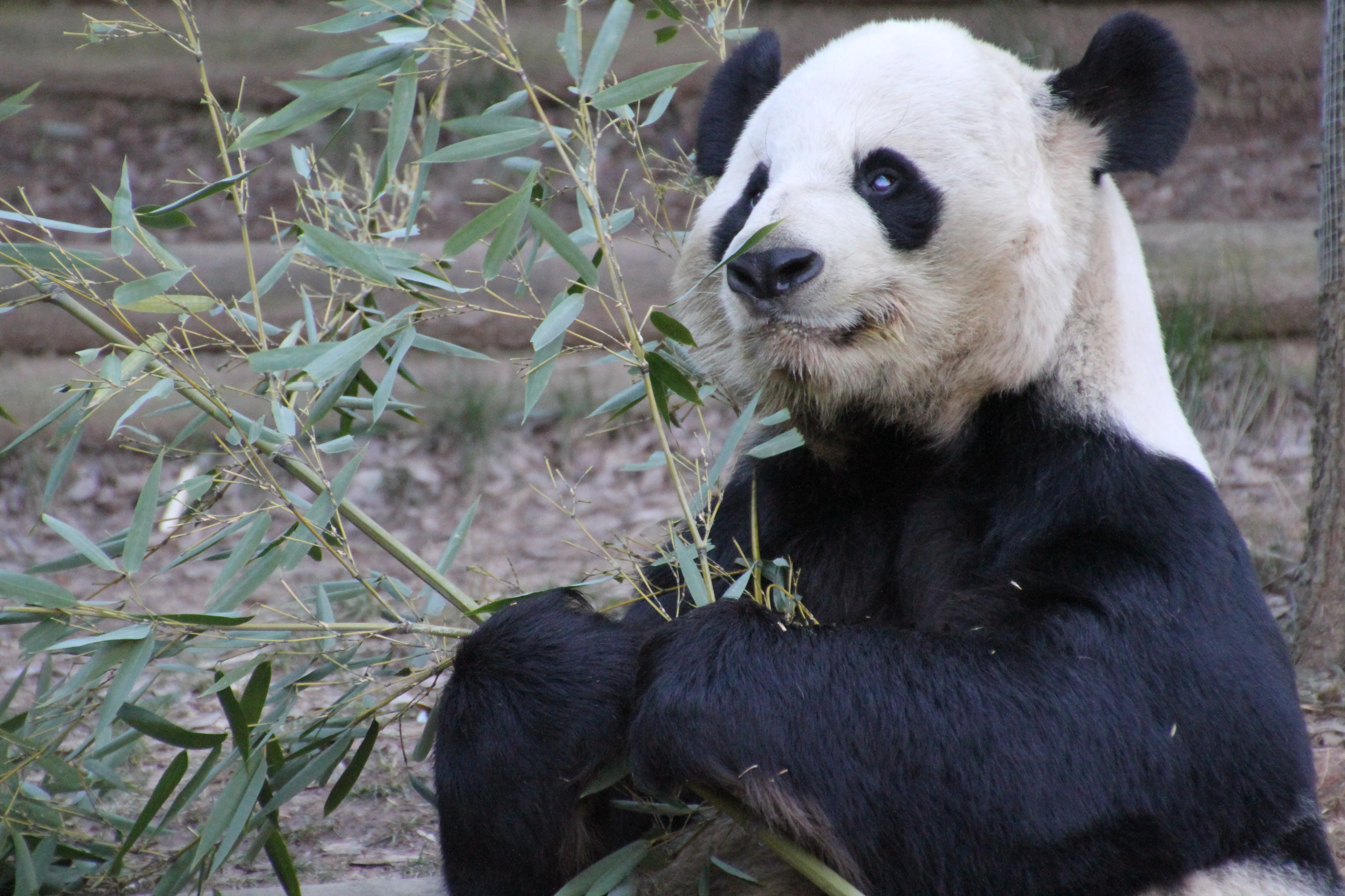 Zoo Atlanta