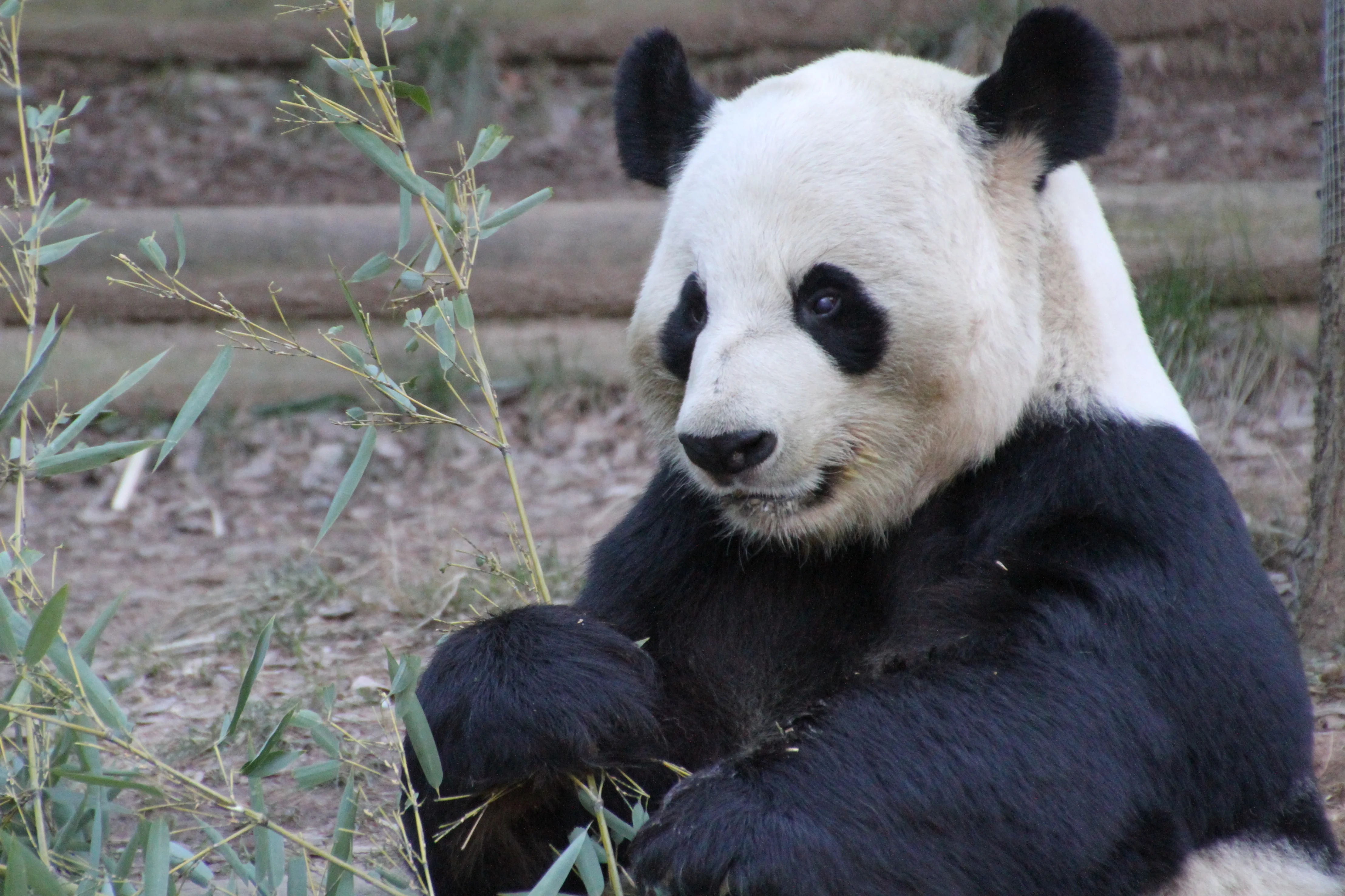 Zoo Atlanta