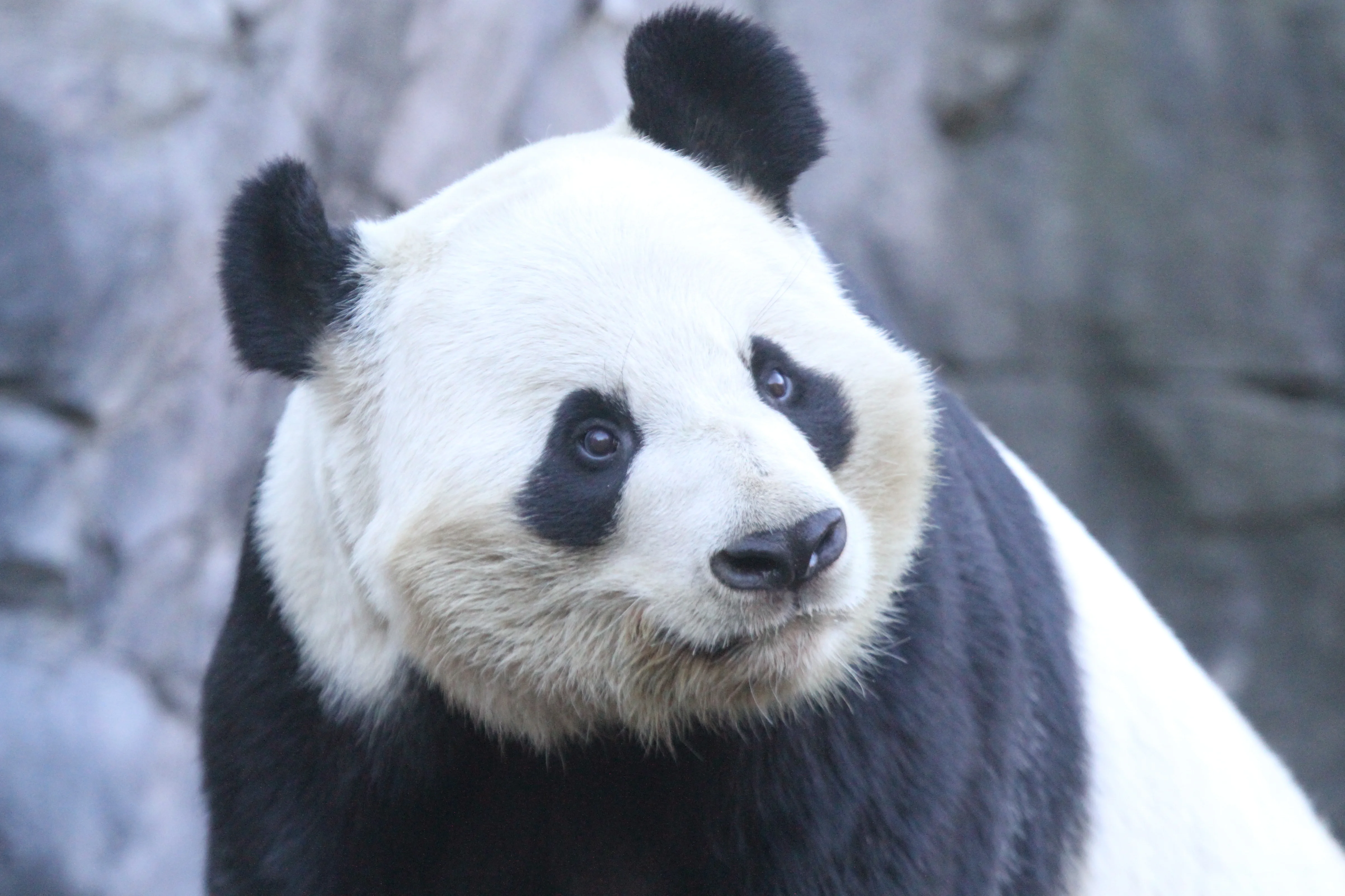 Zoo Atlanta